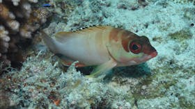 Fitzroy Island Dive Site