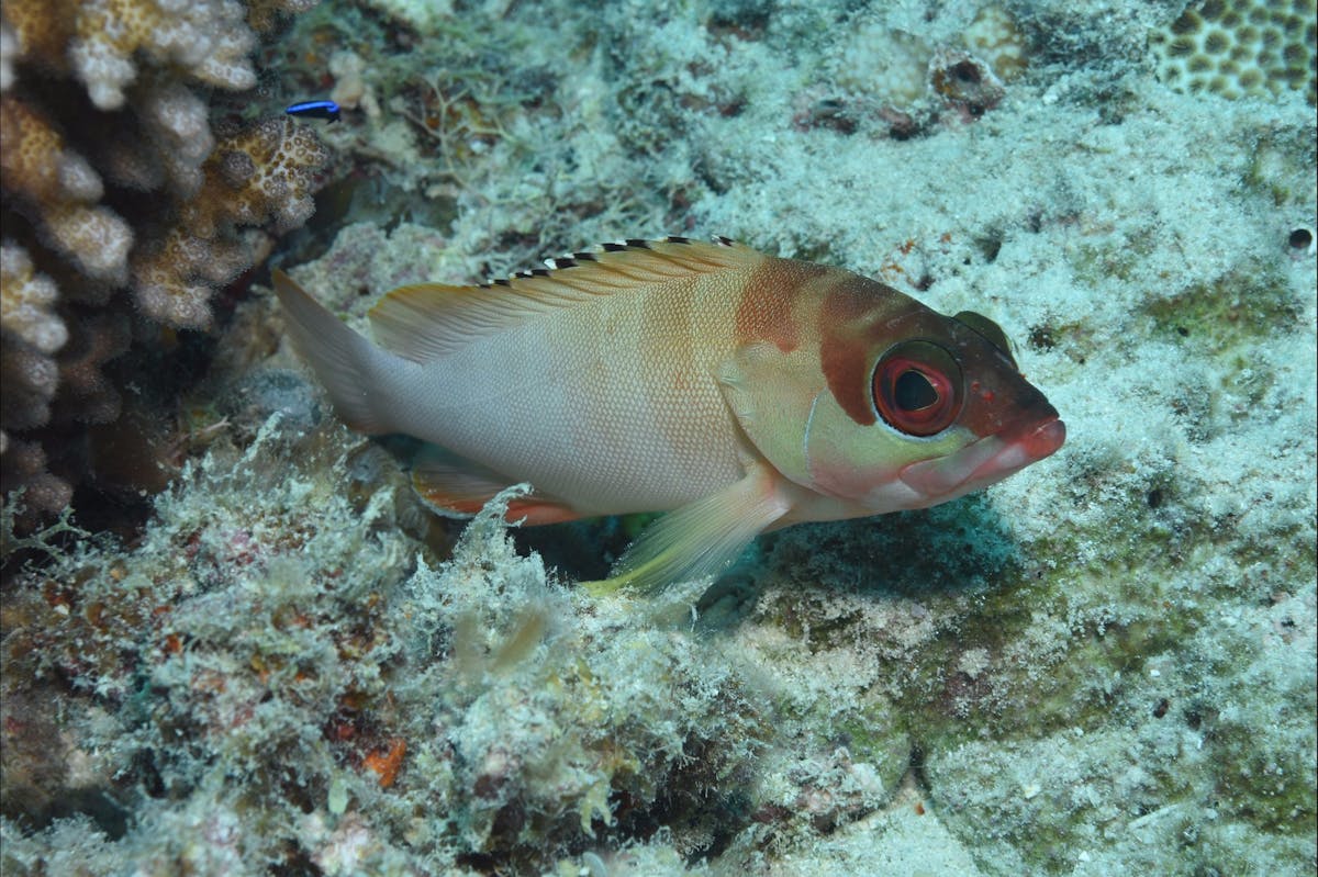 Fitzroy Island Dive Site