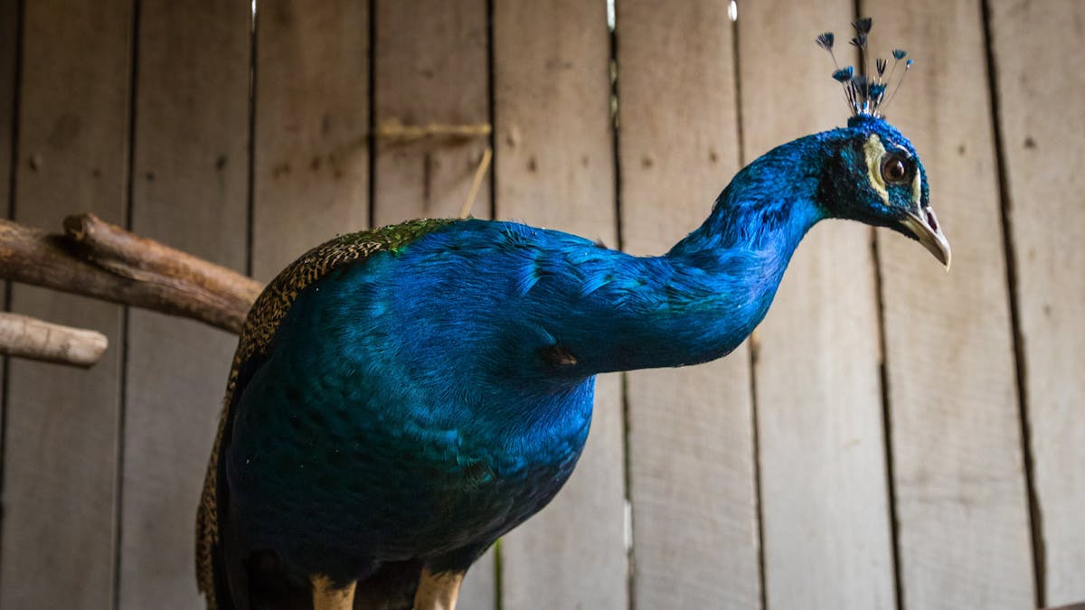 Ipswich Nature Centre