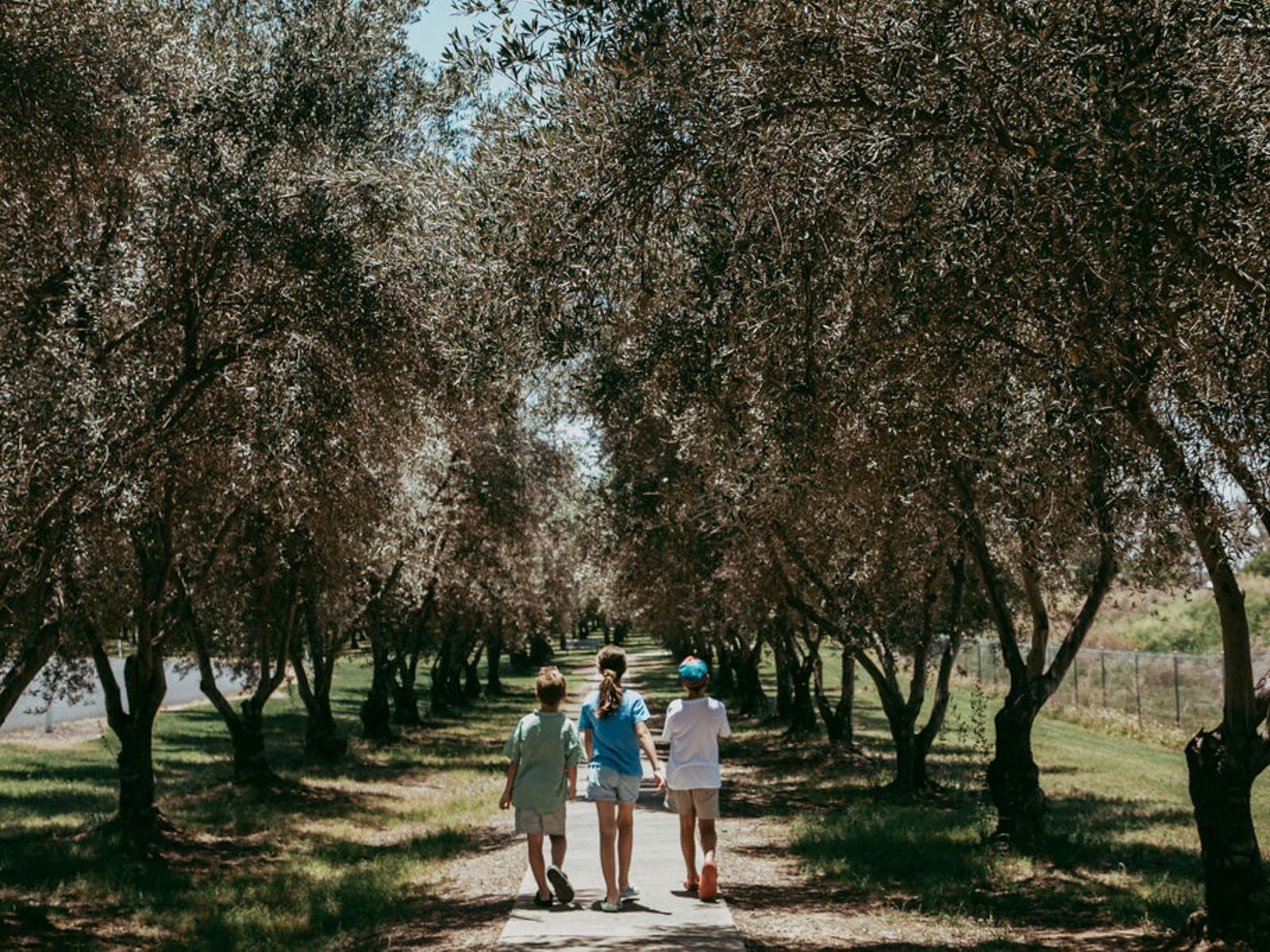 Children walking on the path through the Olive trees on the Inglewood Walkway Children walking on the path through the Olive trees on the Inglewood Walkway