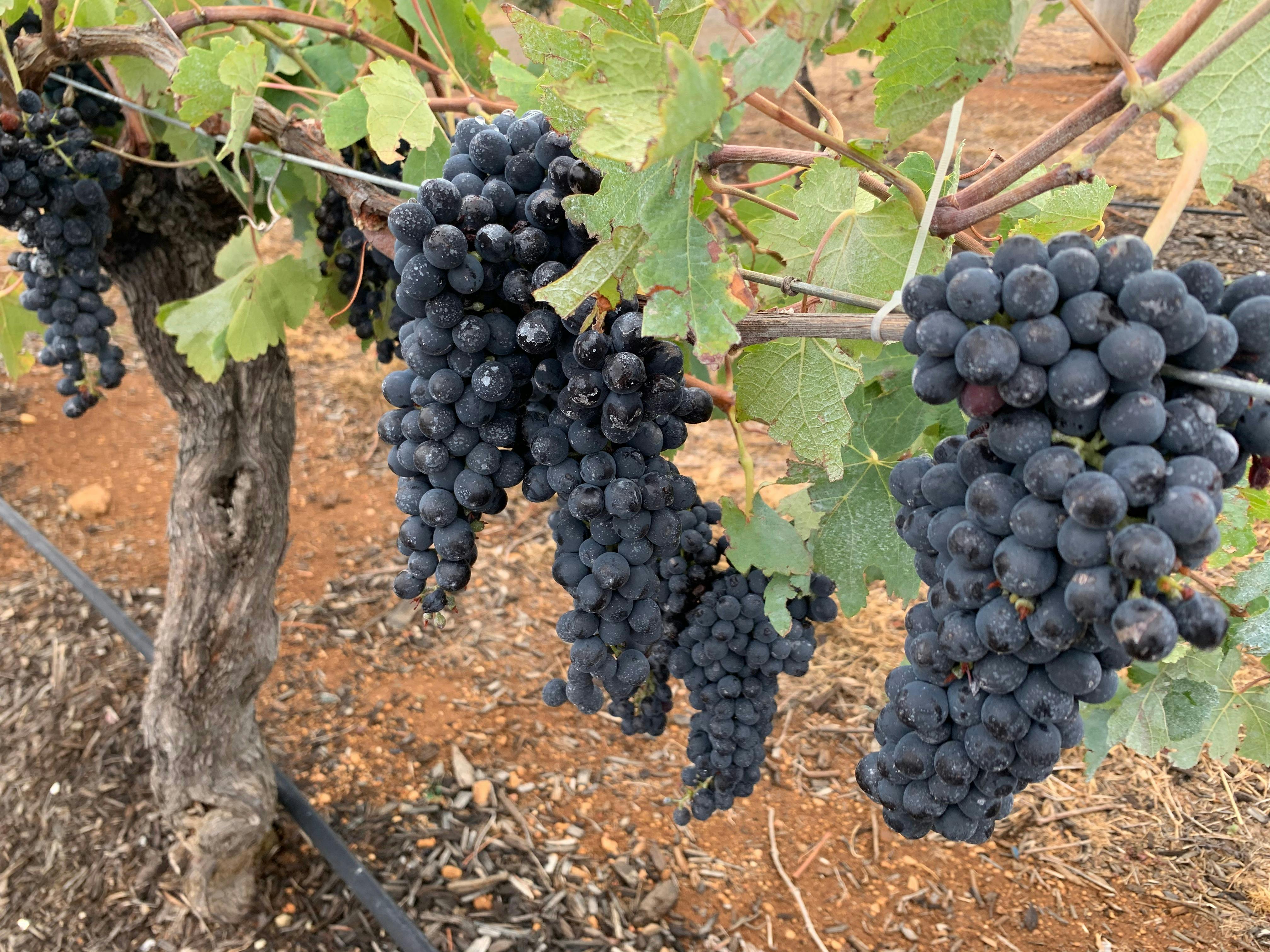 Dark grapes growing on vines