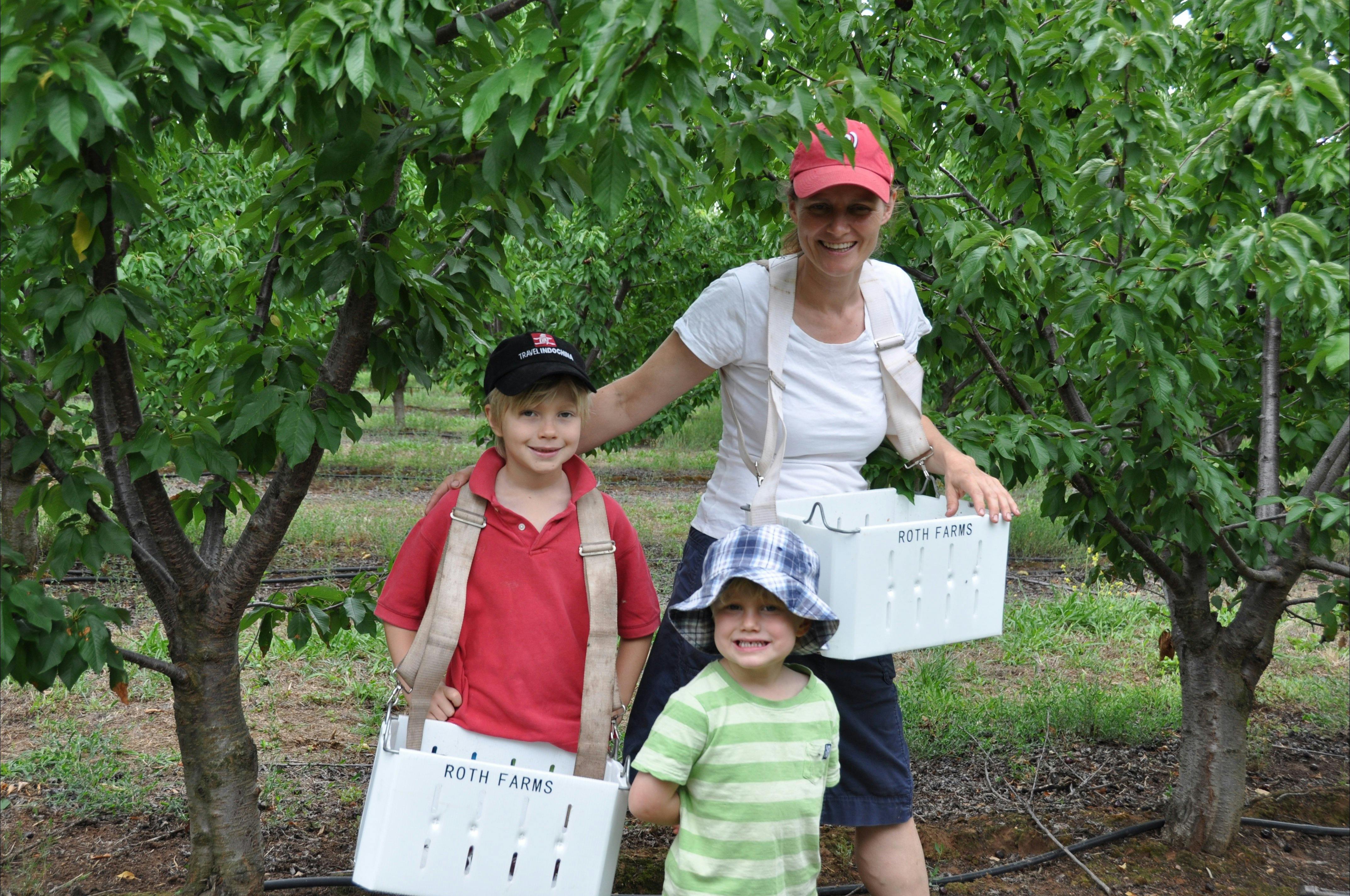さくらんぼ農家