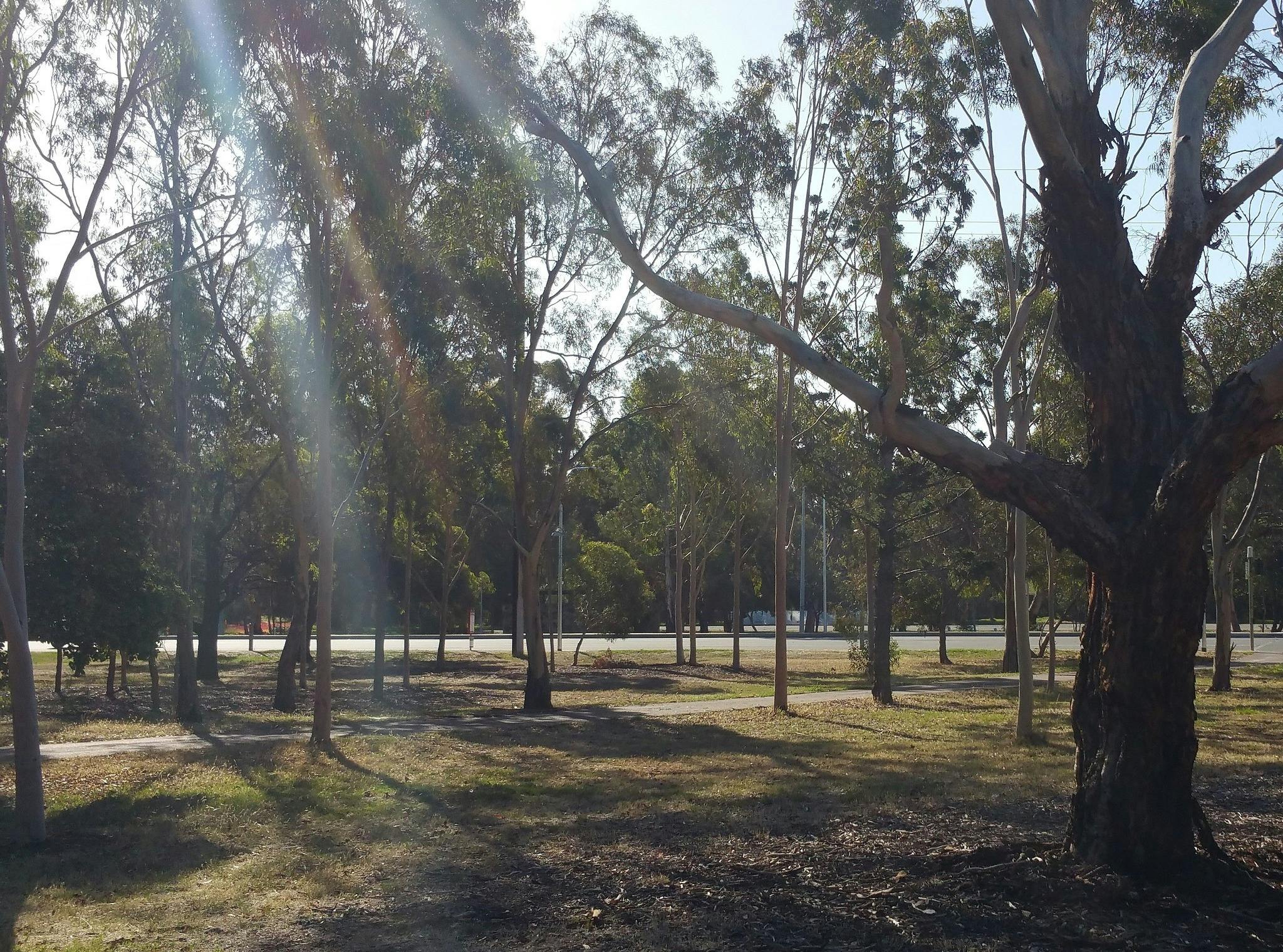 Guided Walk thru  south-west Park Lands off Anzac Highway
