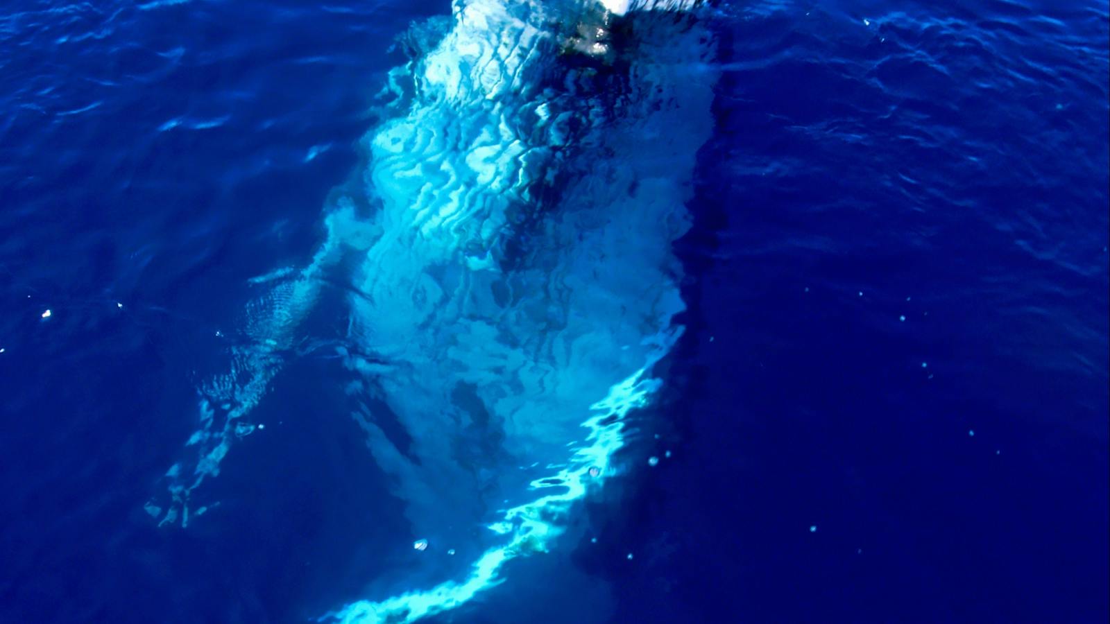 Whale Watching with Narooma Tours