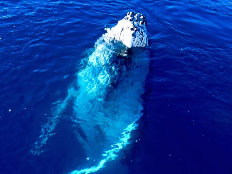Whale Watching with Narooma Tours