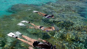 Snorkelers