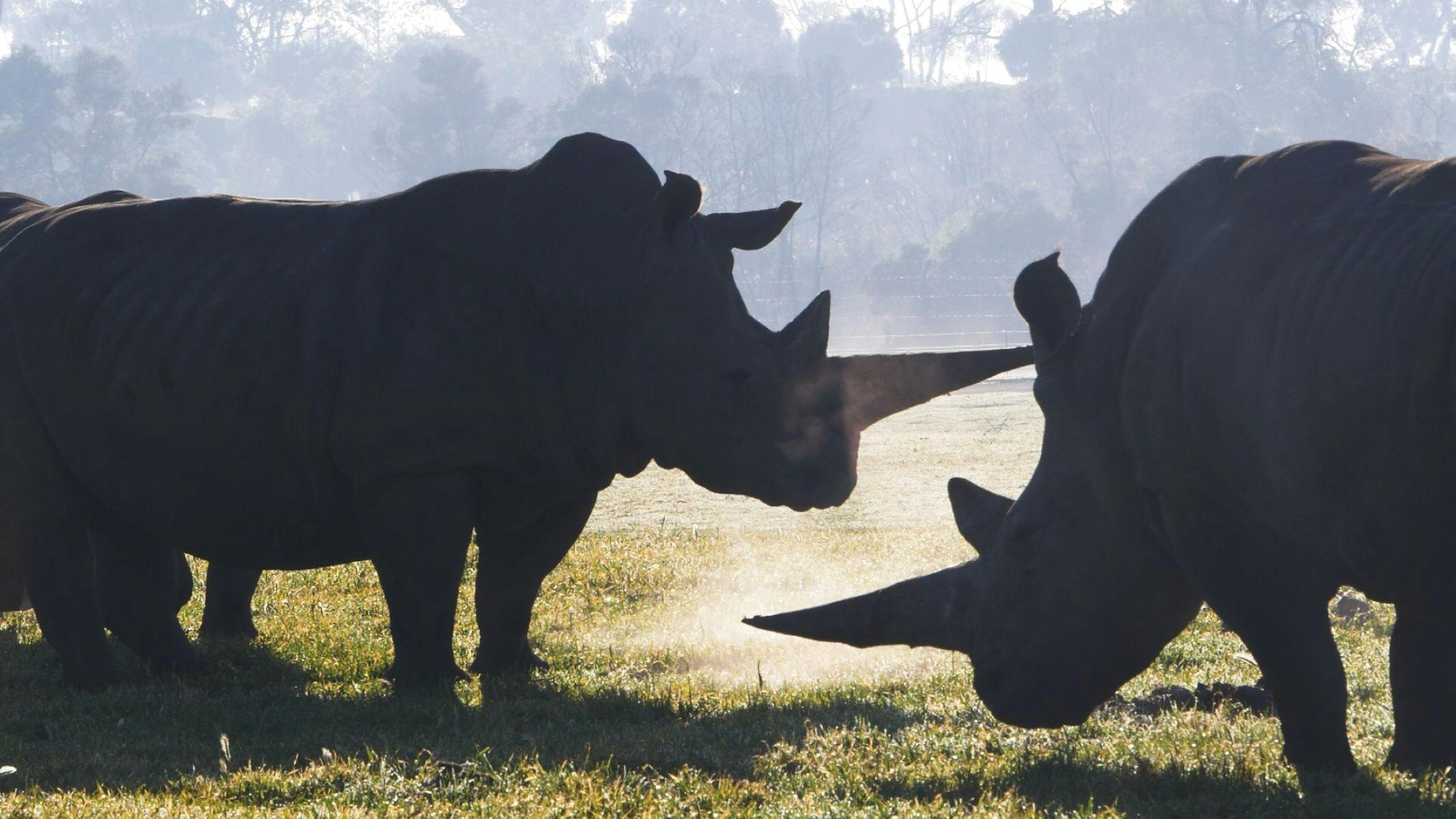 Two rhinoceroses in a field