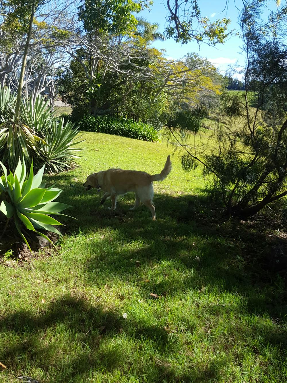 Tropical Coast Retreat – Pet Friendly Accommodation