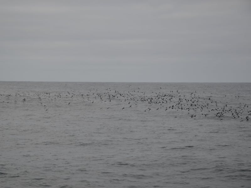 Settlement Point Viewing Platform