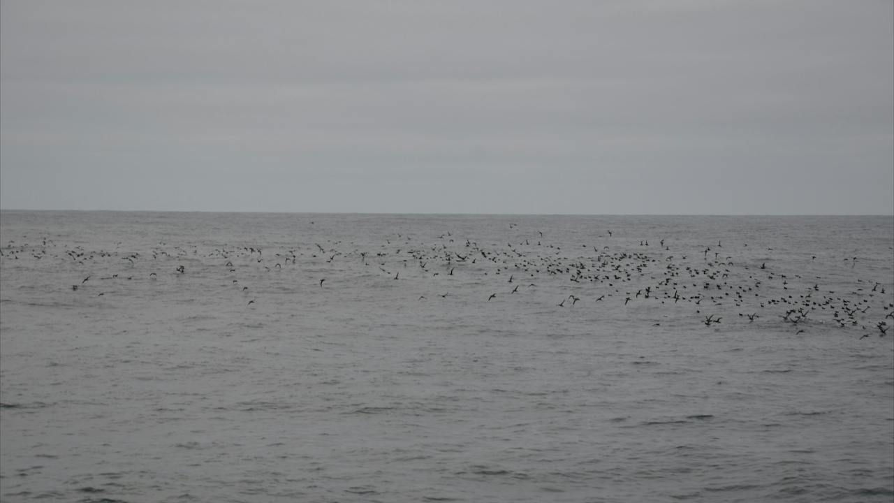 Shearwaters over the ocean