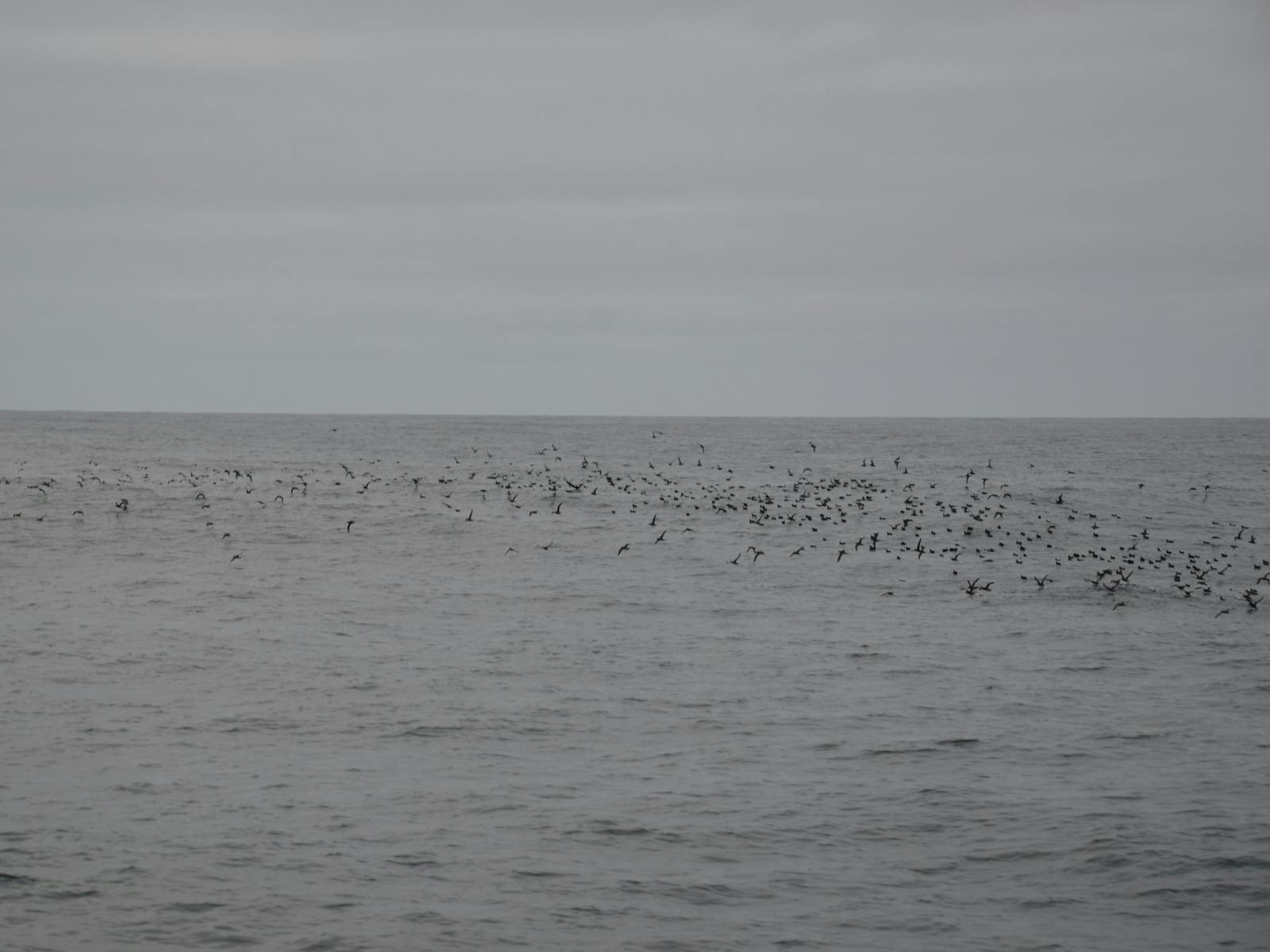 Shearwaters over the ocean