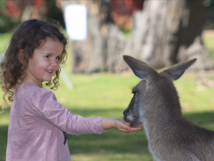 Free roaming kangaroos like to be hand fed
