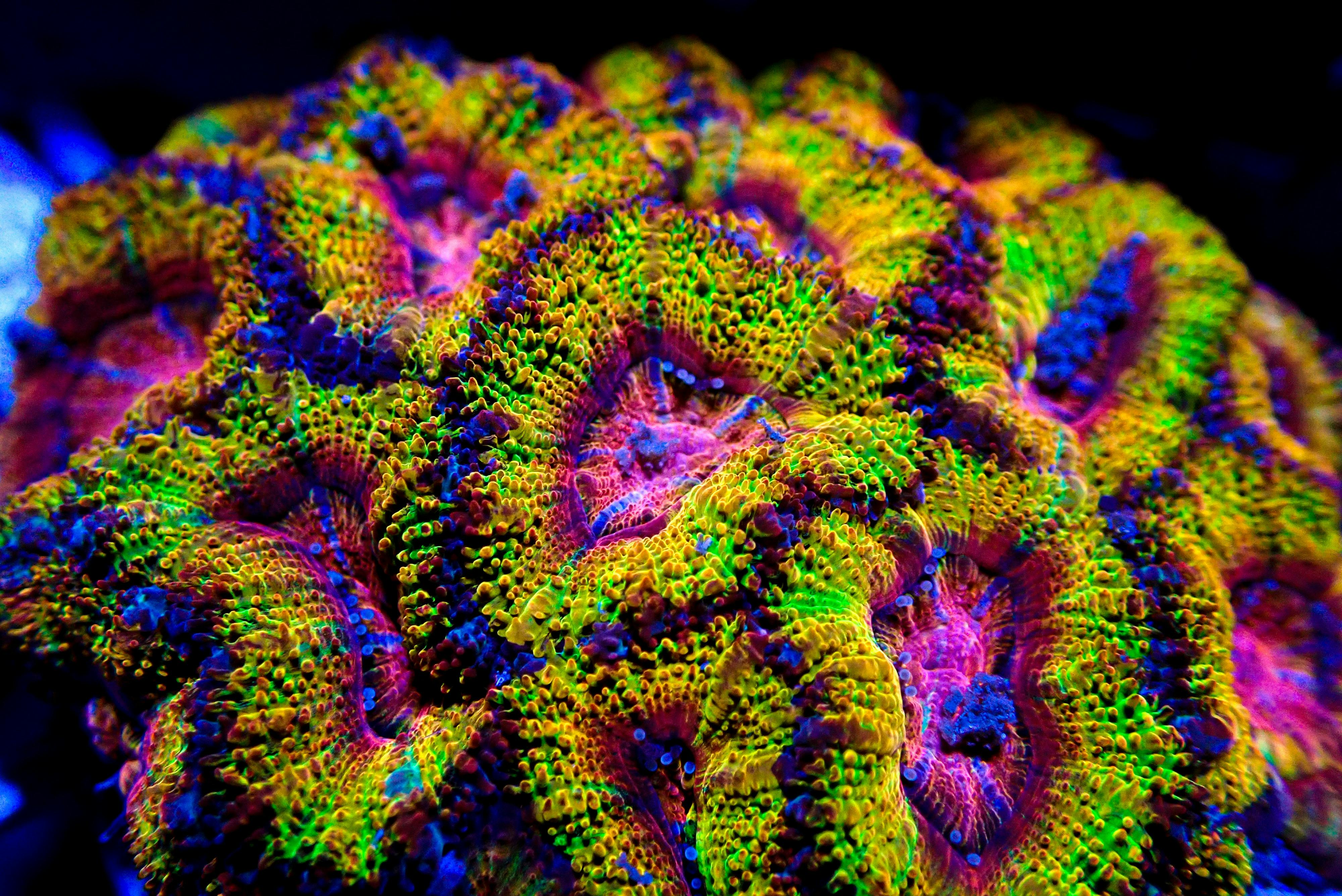 Iconic Australian coral species Acanthastrea lordhowensis at Monsoon Aquatics Coral Farm