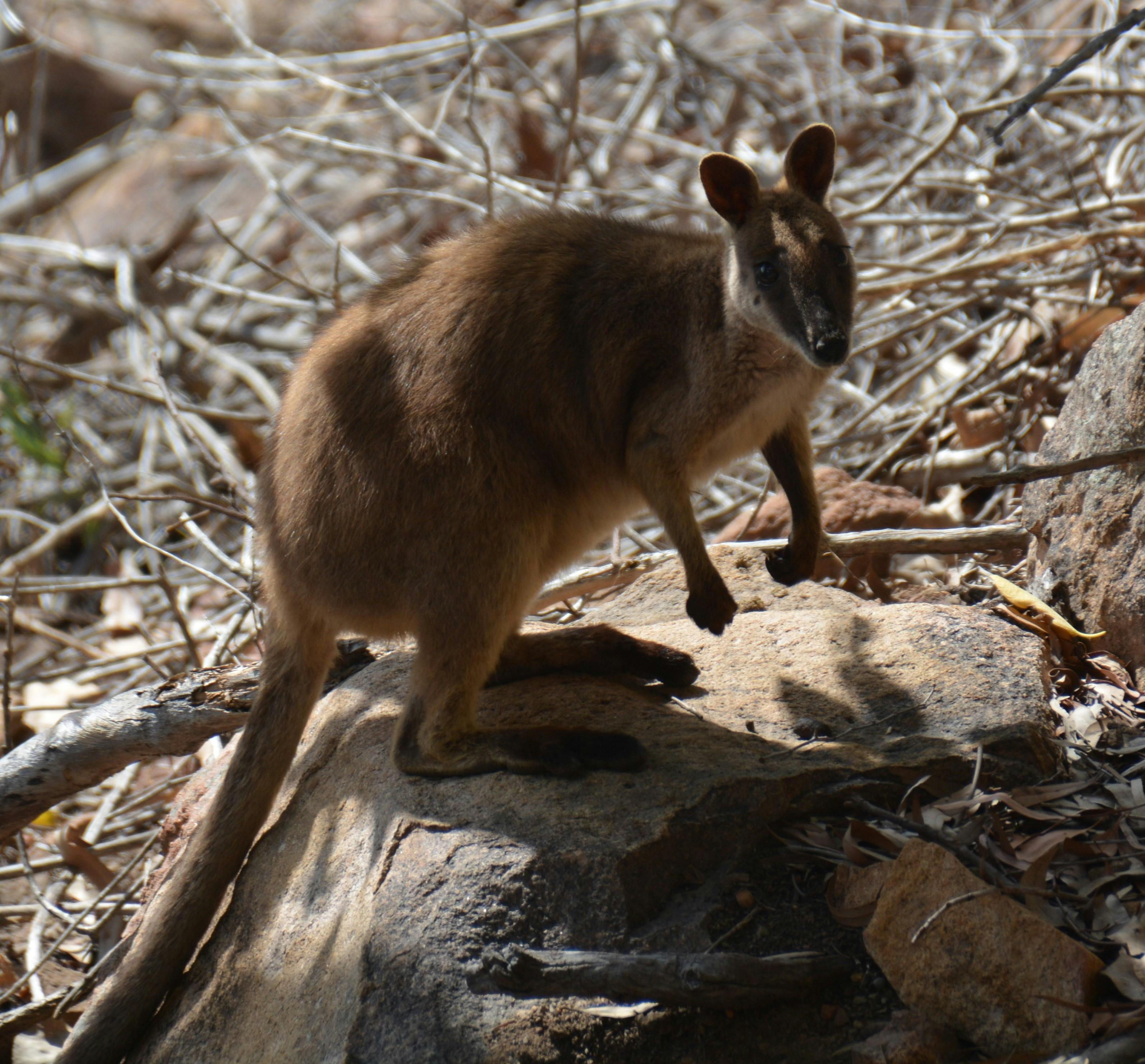 A Wallaby on one of the island walks
