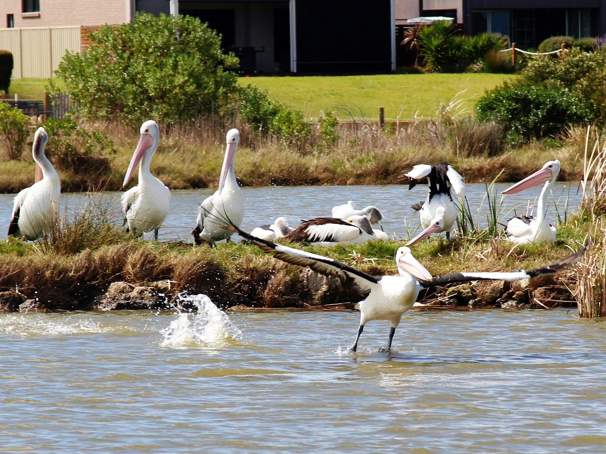 Goolwa Boating Cruises