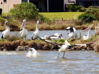Goolwa Boating Cruises
