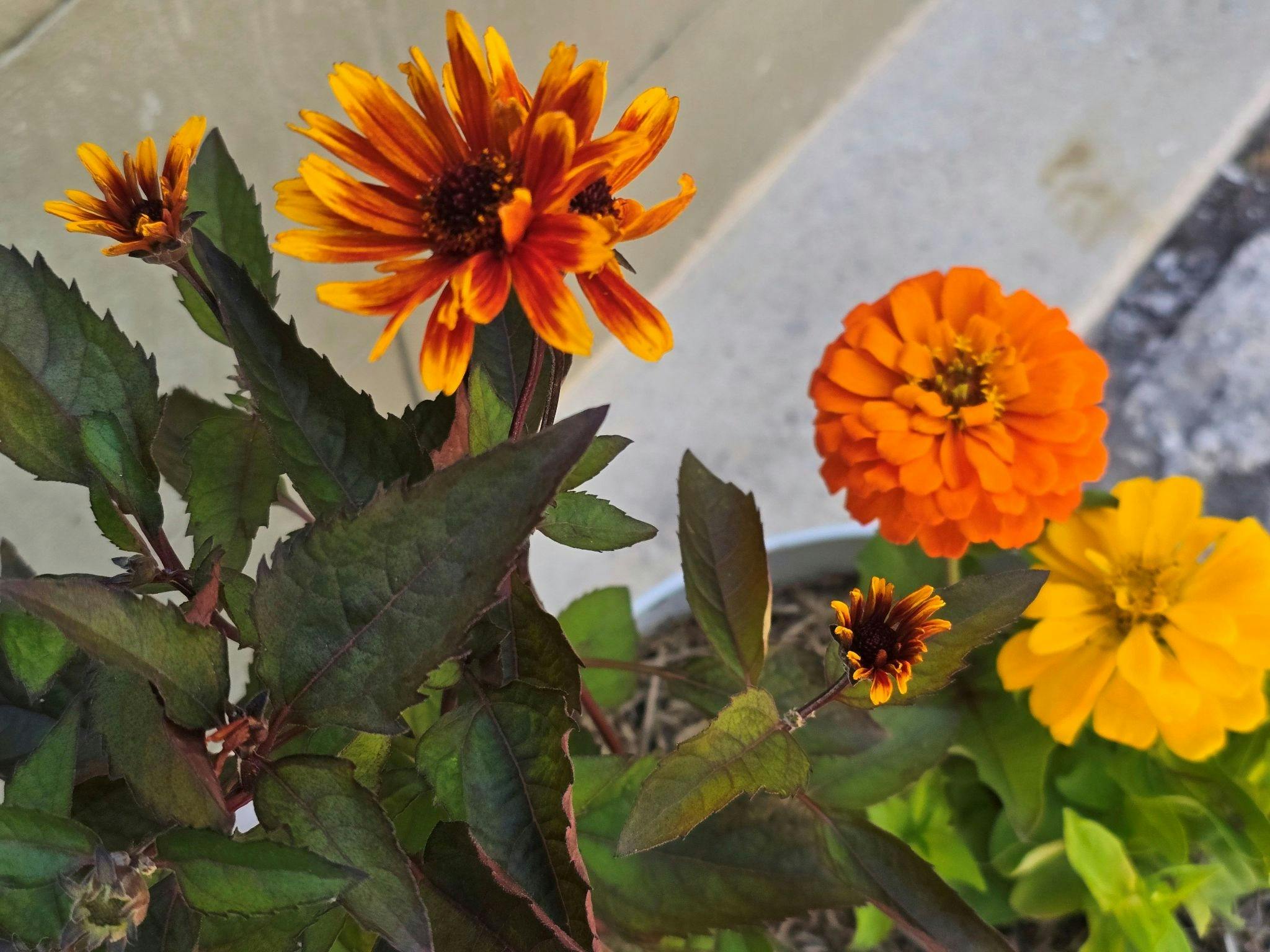 Gold-en Remedy Bar & Guesthouse - Therapeutic Garden