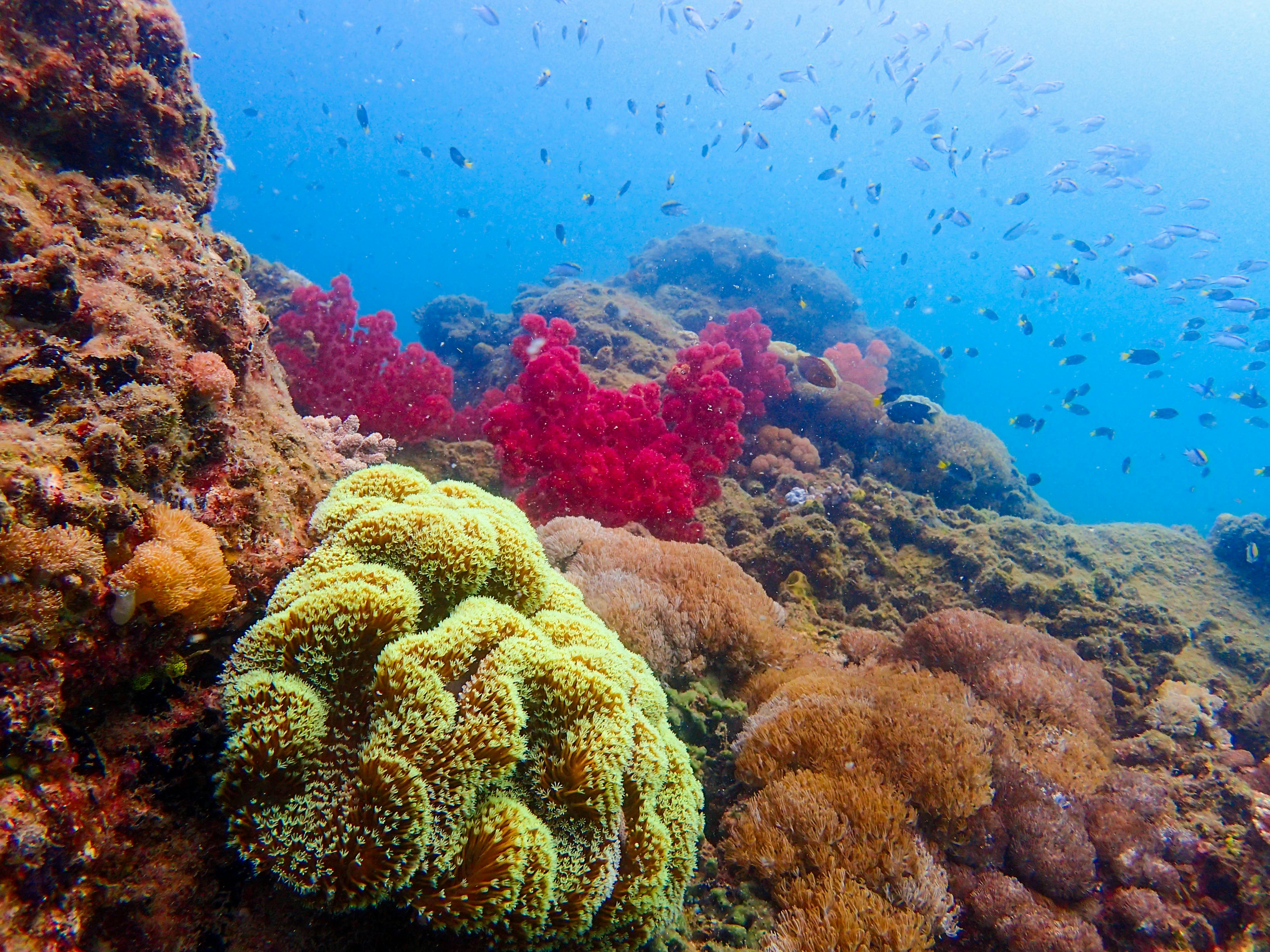 Must-snorkel: Unveil vibrant coral and marine life beneath at Great Keppel Island