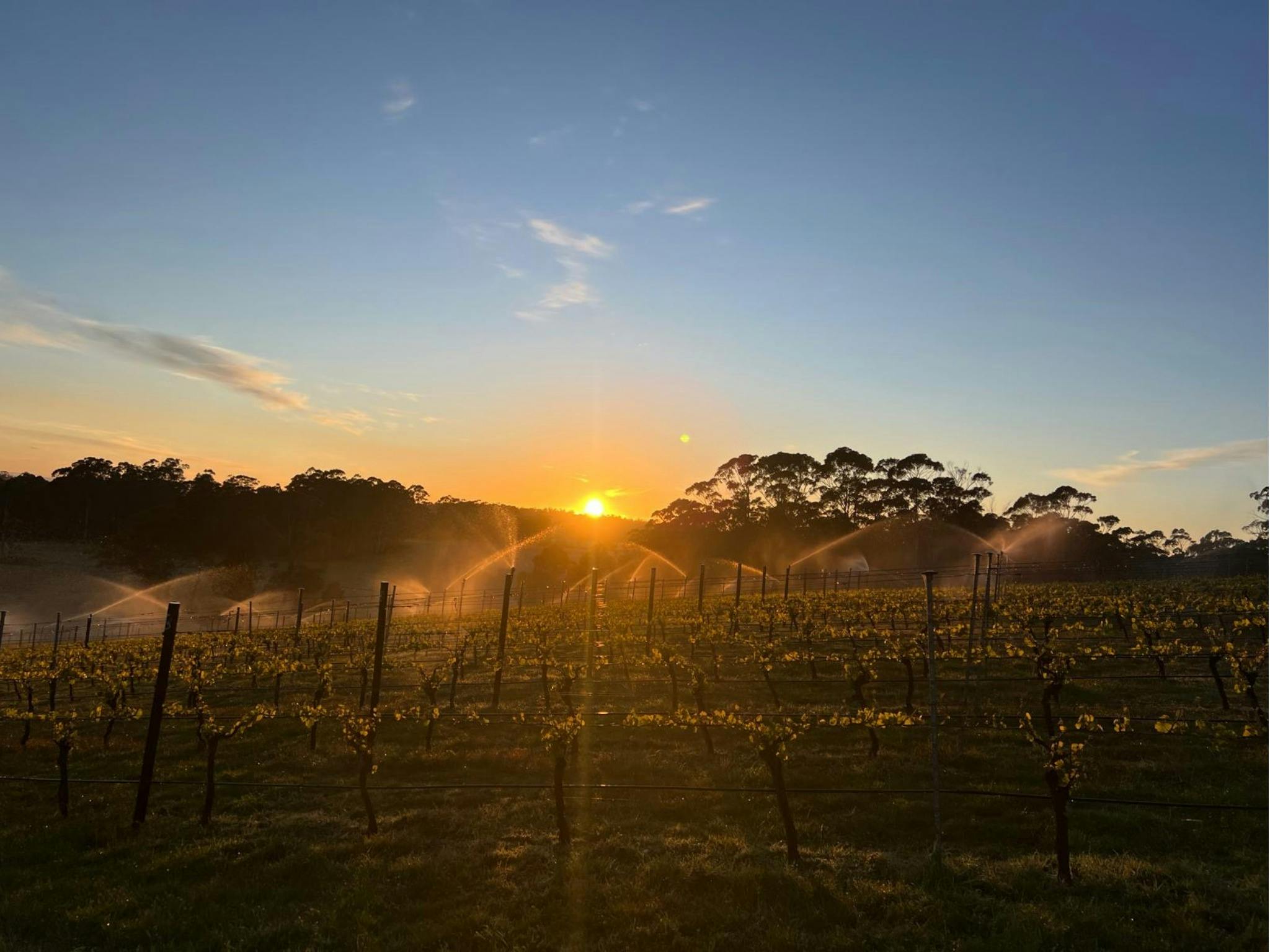 Sunrise over the vines