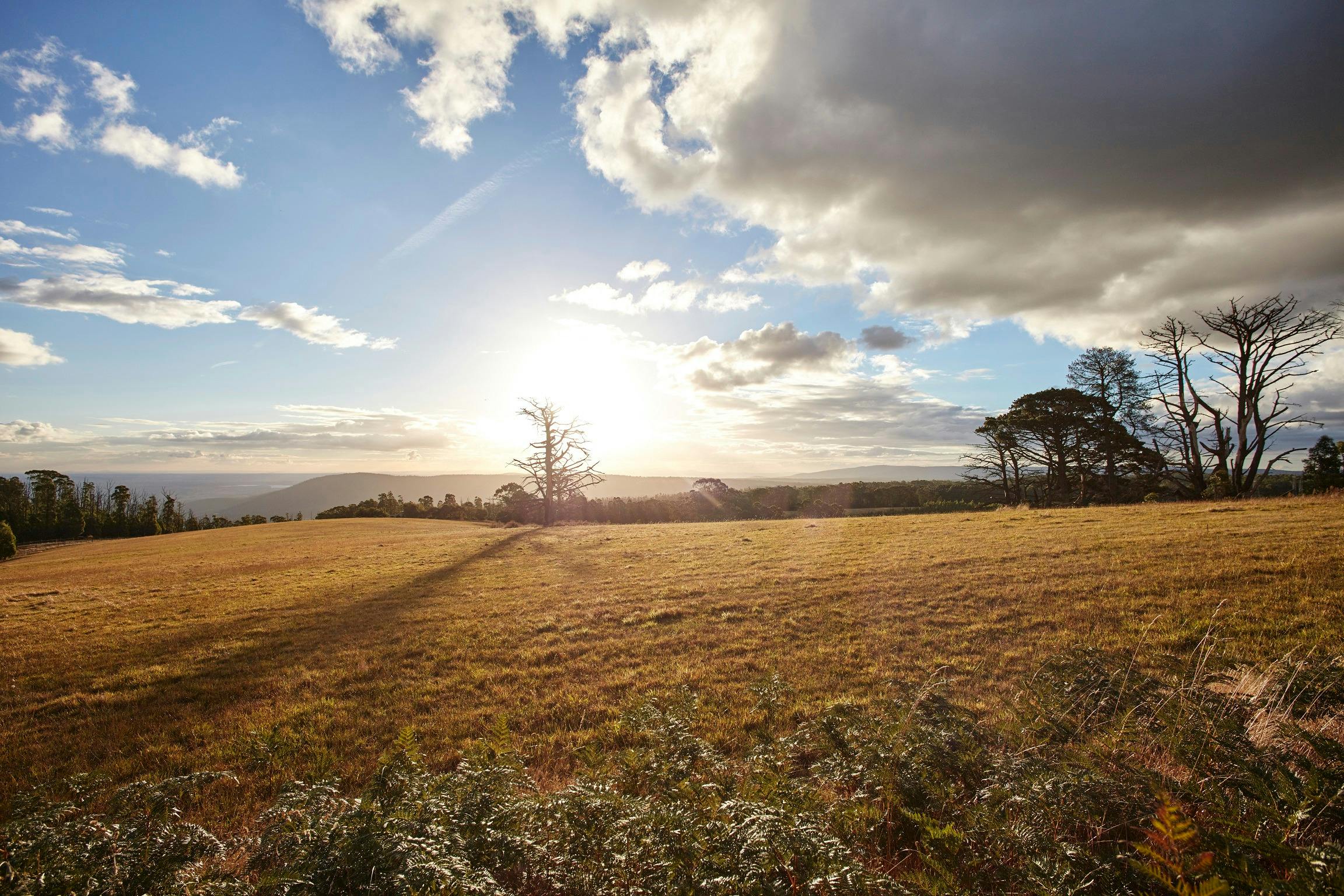 Frank Thomson Reserve