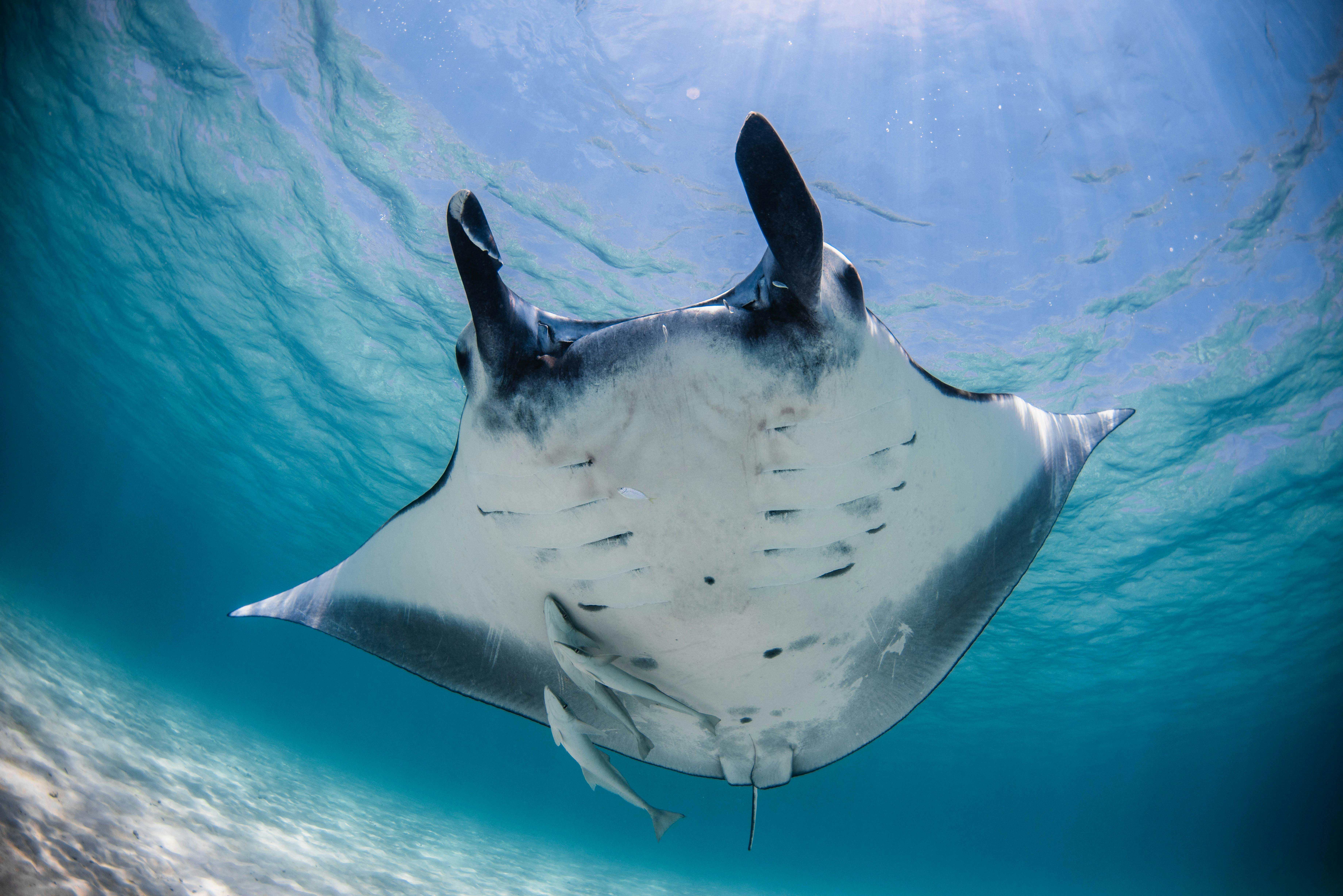 Manta Ray belly shot