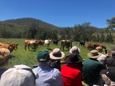 People watching cows on a farm People watching cows on a farm