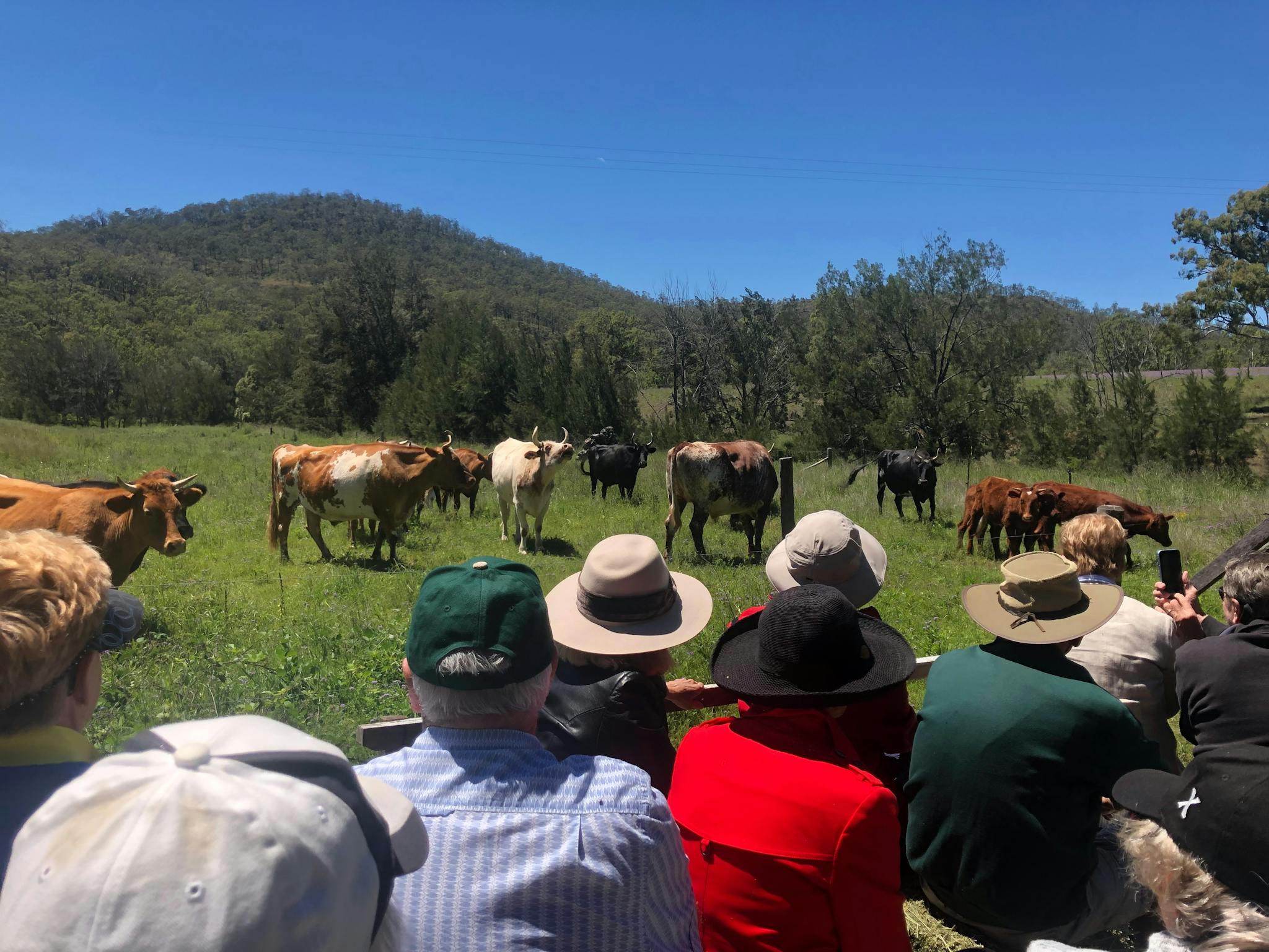 People watching cows on a farm People watching cows on a farm