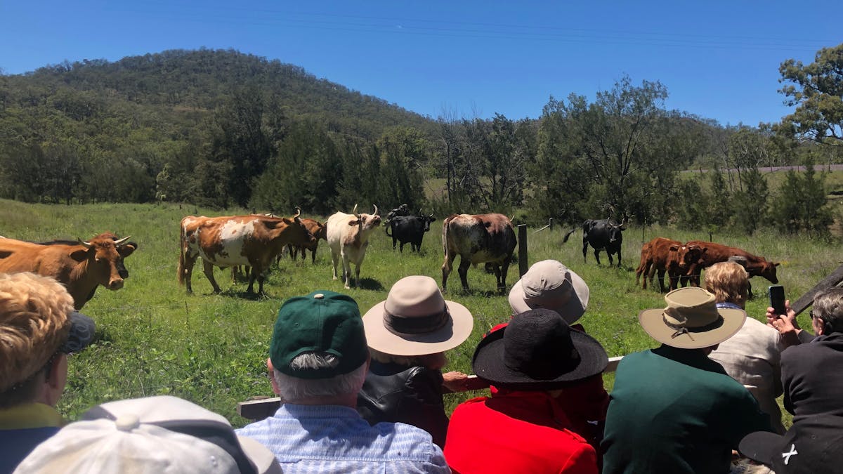 People watching cows on a farm