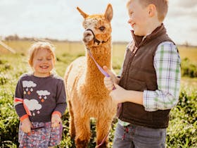 We are able to halter some animals for photo shoots or special events