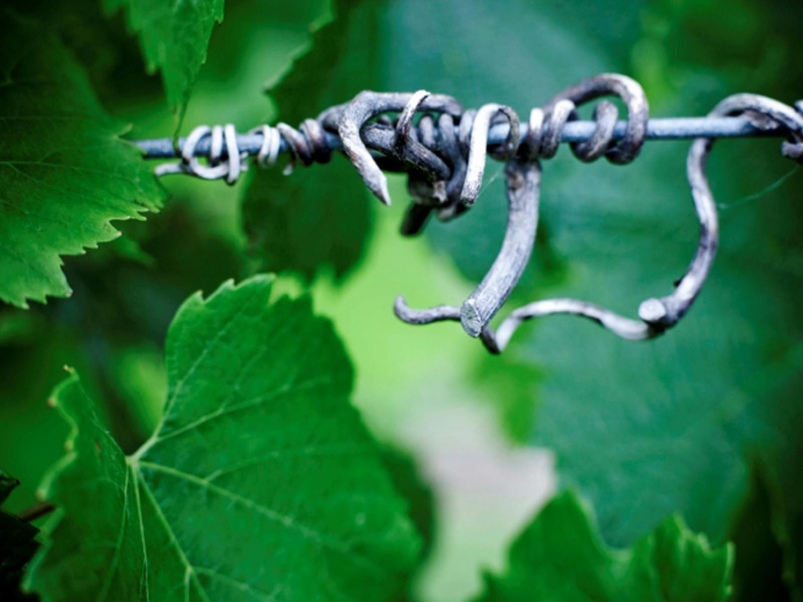 Elgee Park Vineyard first planted 1972