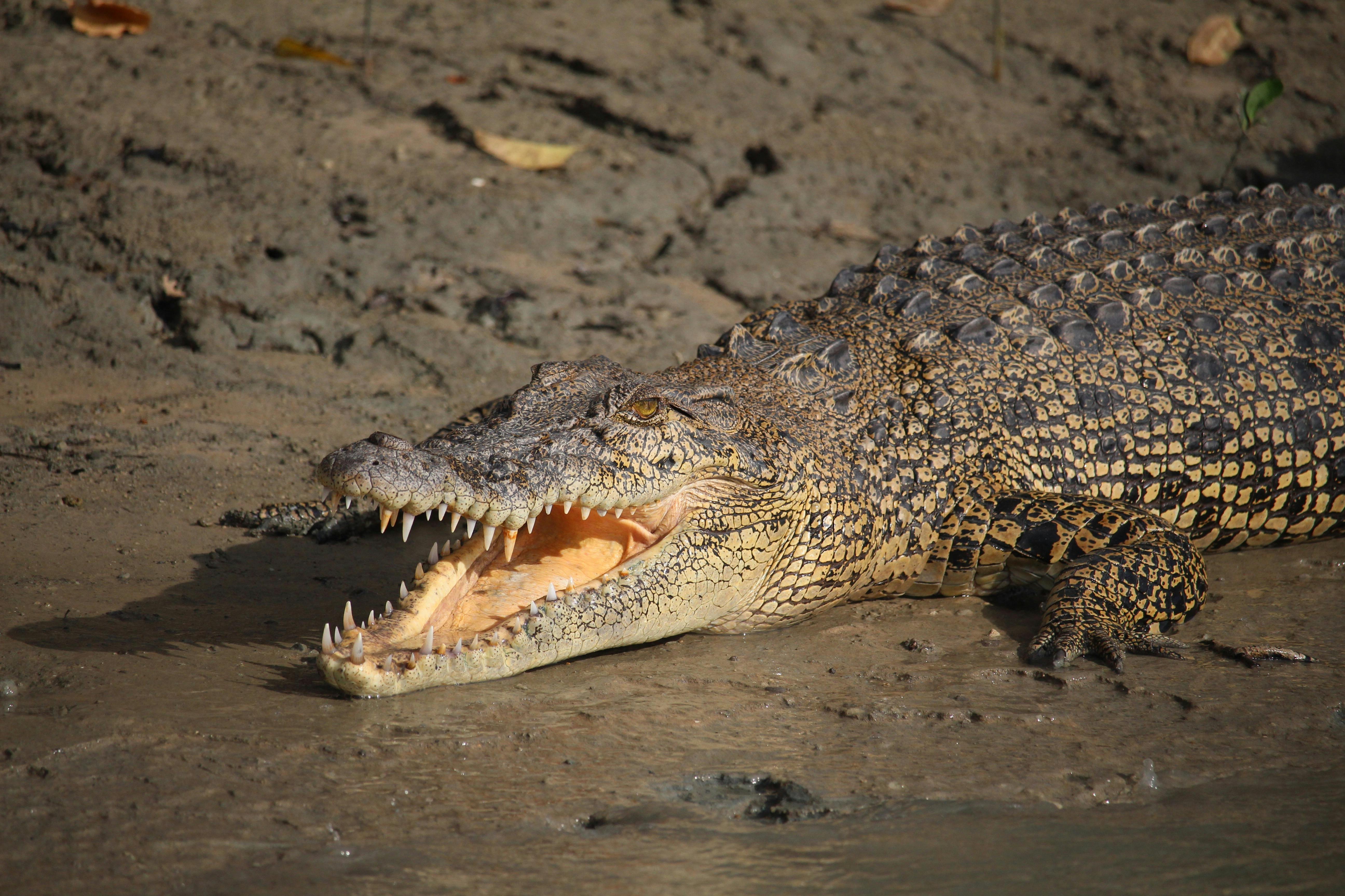 saltwater croc