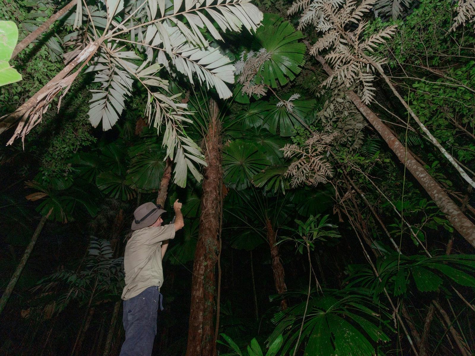 Far North Escapes Tour Guide taking guests on the Cape Tribulation night walk Far North Escapes Tour Guide taking guests on the Cape Tribulation night walk