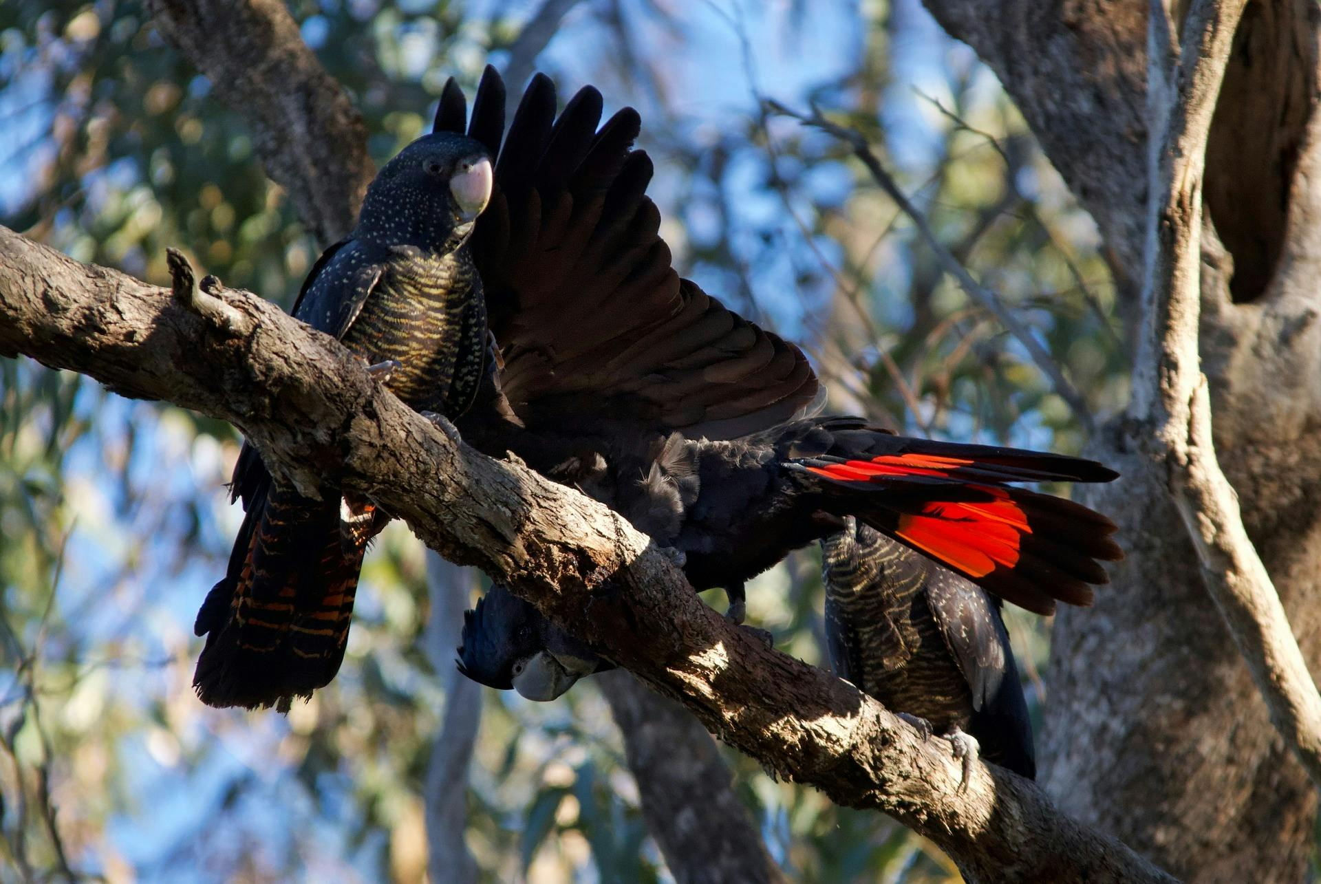 Red-Tailed Black Cockatoos Pemberton