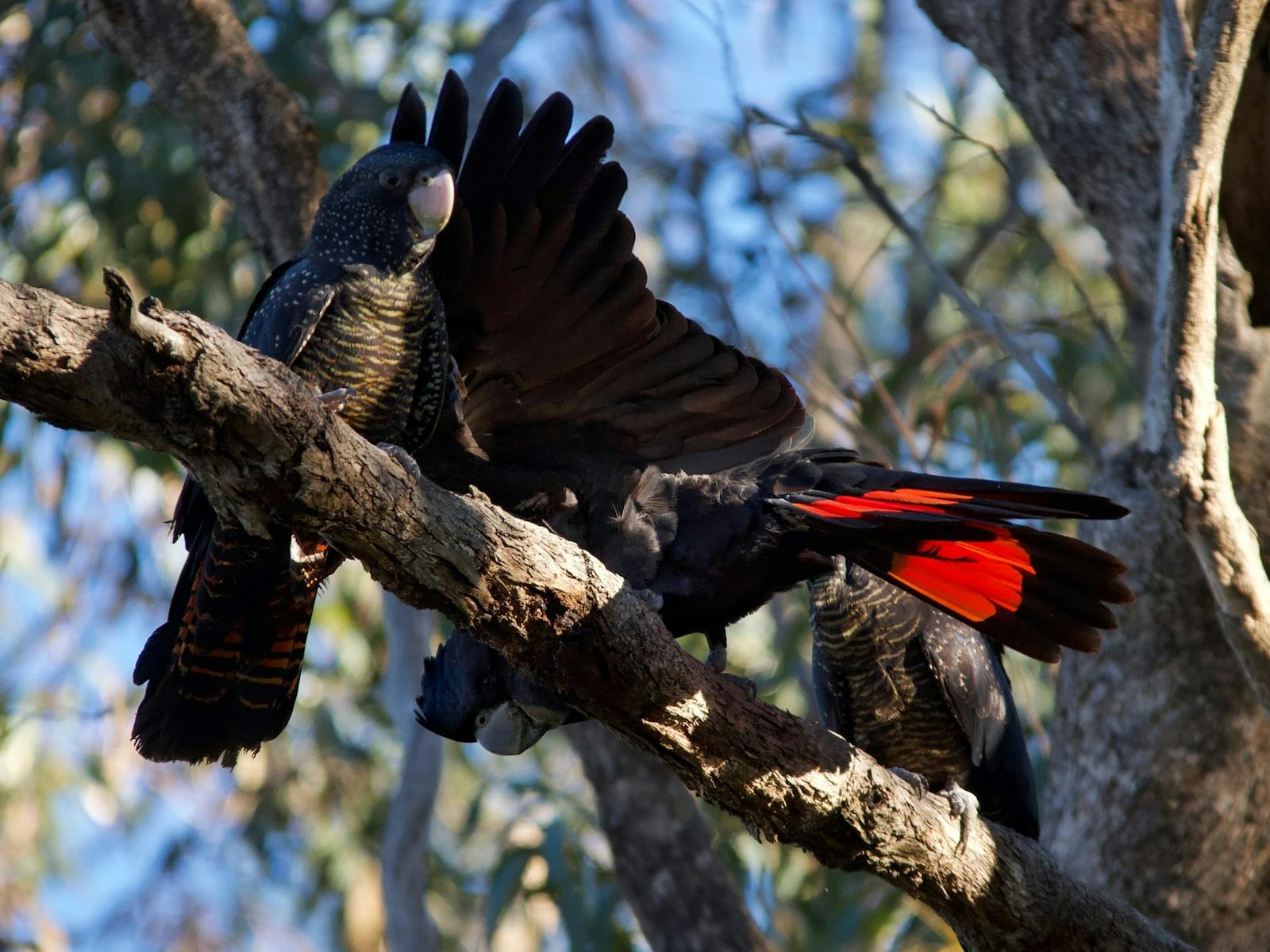 Red-Tailed Black Cockatoos Pemberton