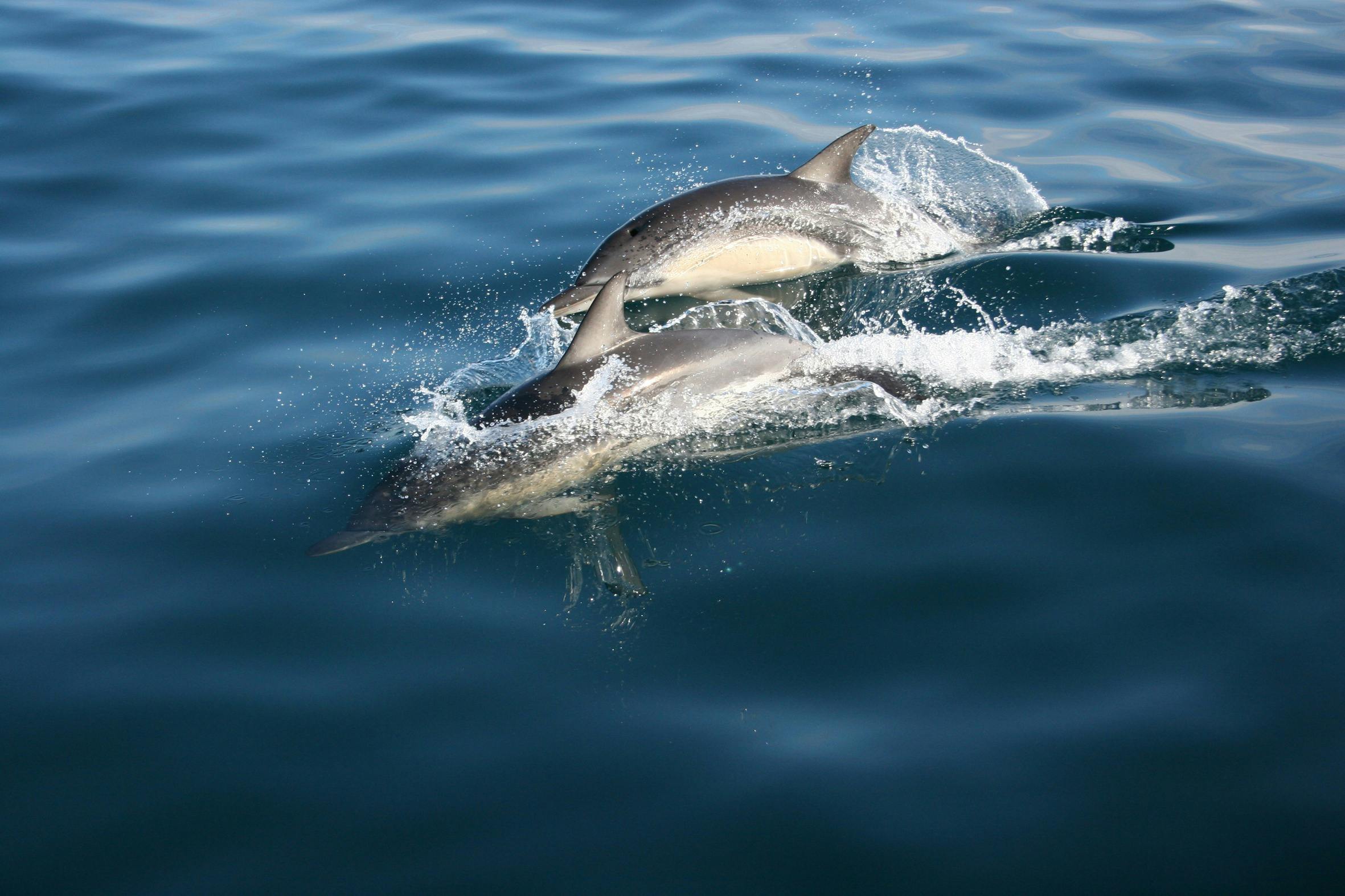 Dolphins are some of the friendly locals we see.