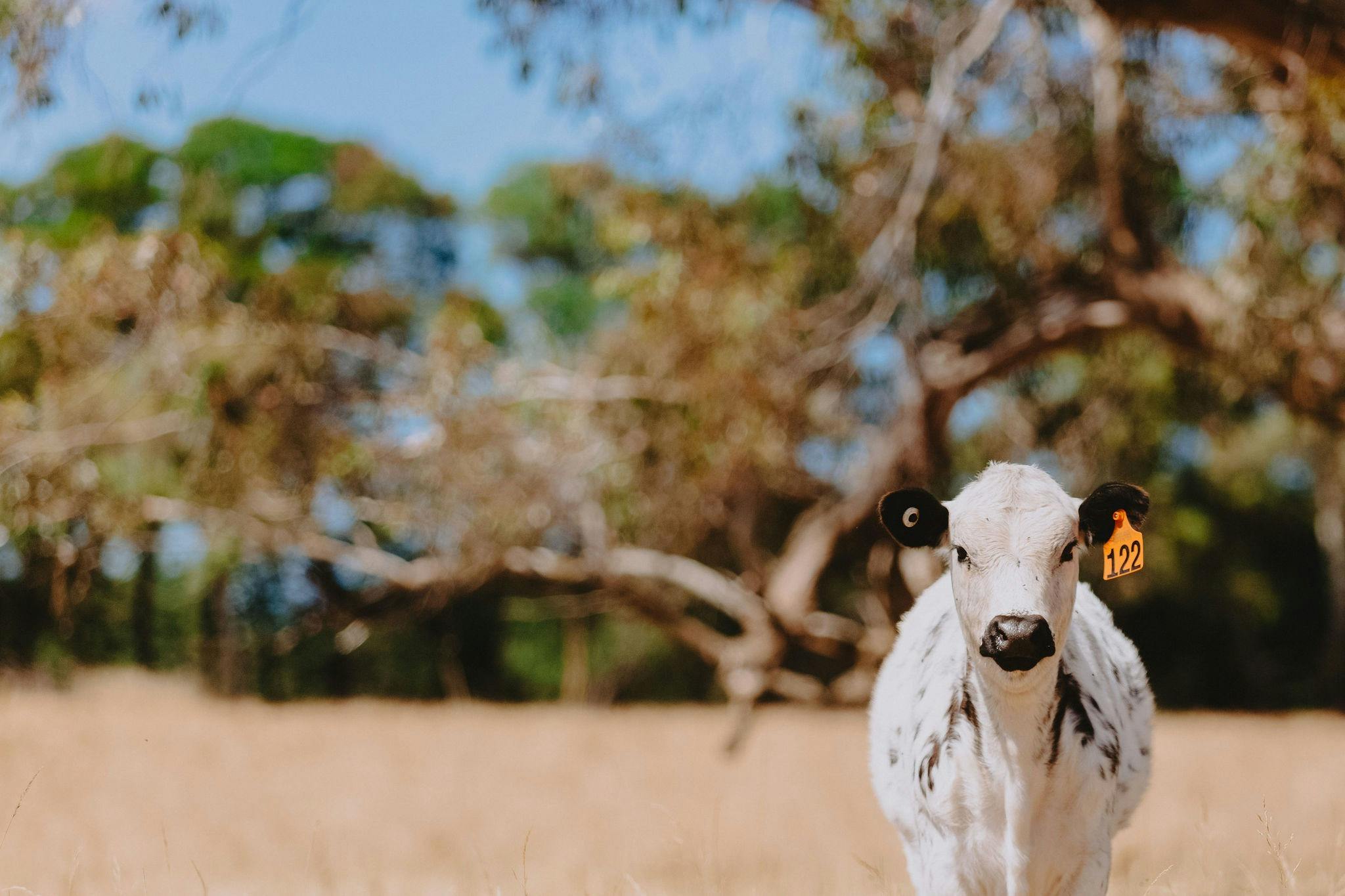 white cow in a paddock