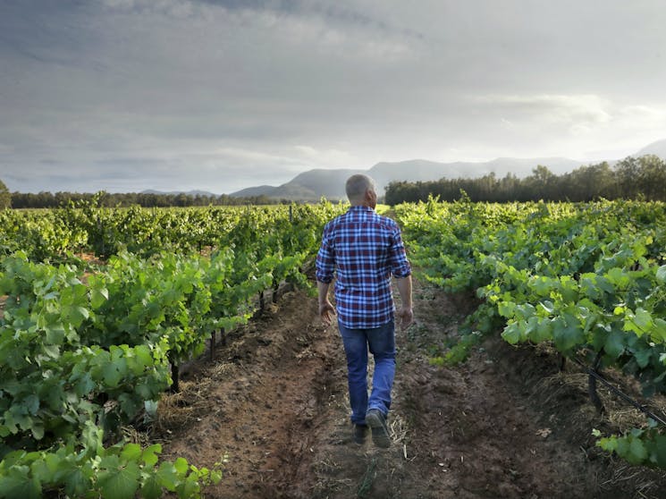 Andrew Thomas in Thomas Wines Vineyard