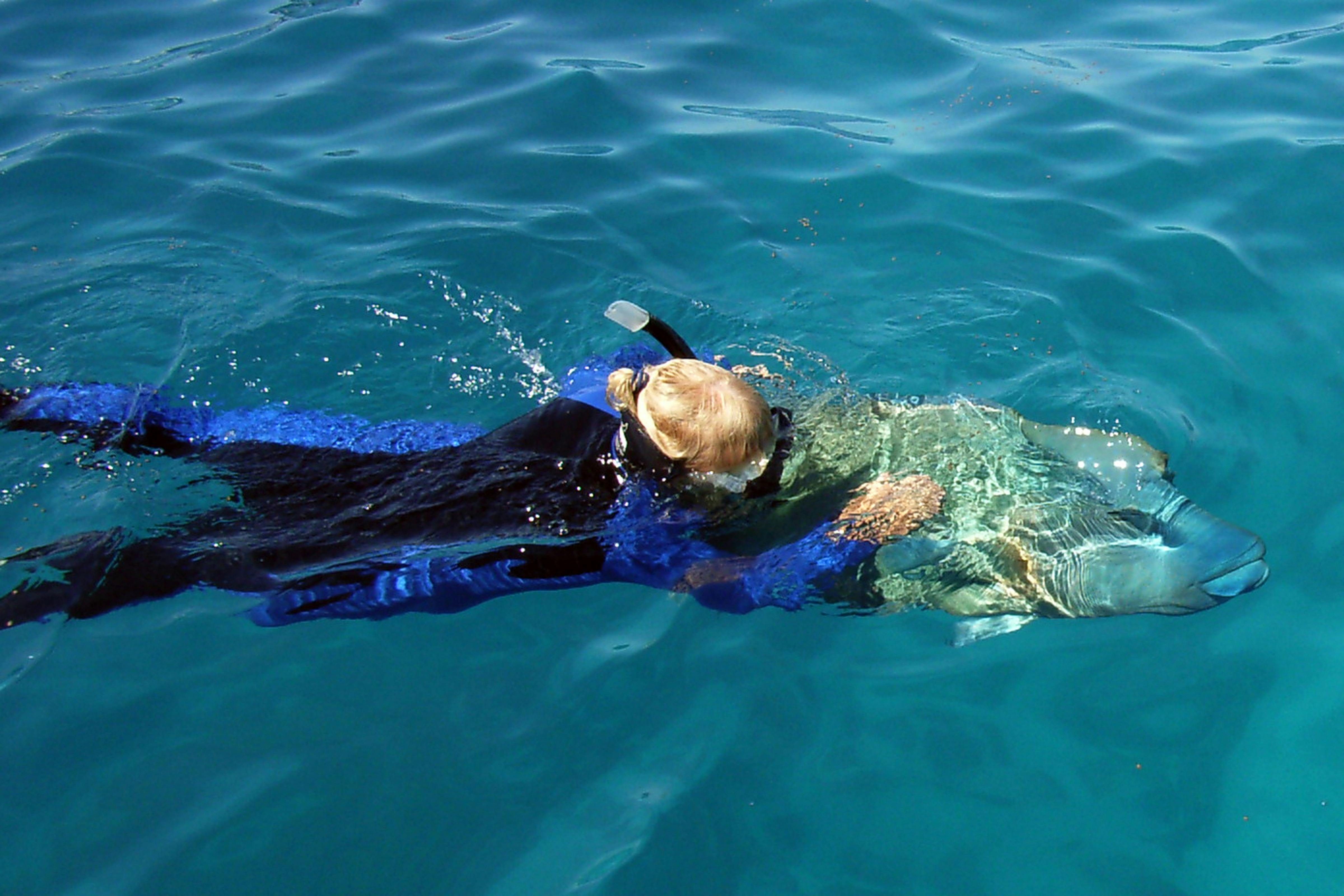 Swimmer with Maori Wrasse