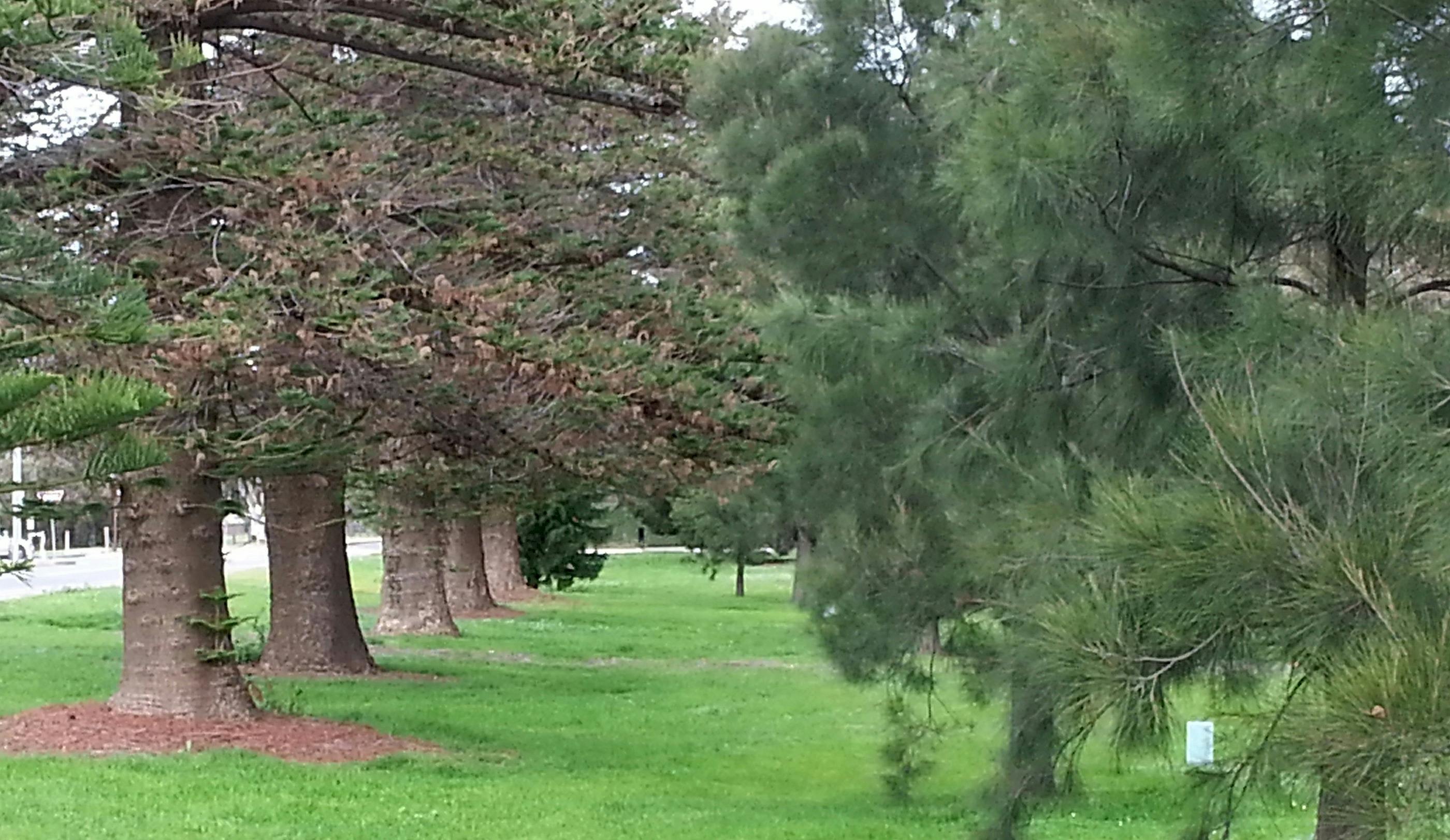 Guided Walk through Adelaide's northern Park Lands (Parks 3, 4 and 5)
