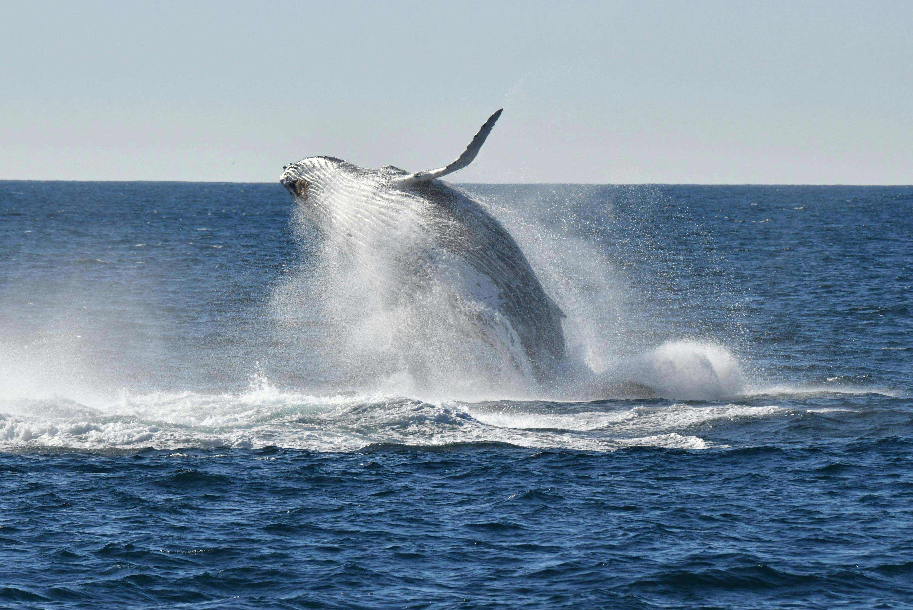 Whale breaches in the ocean