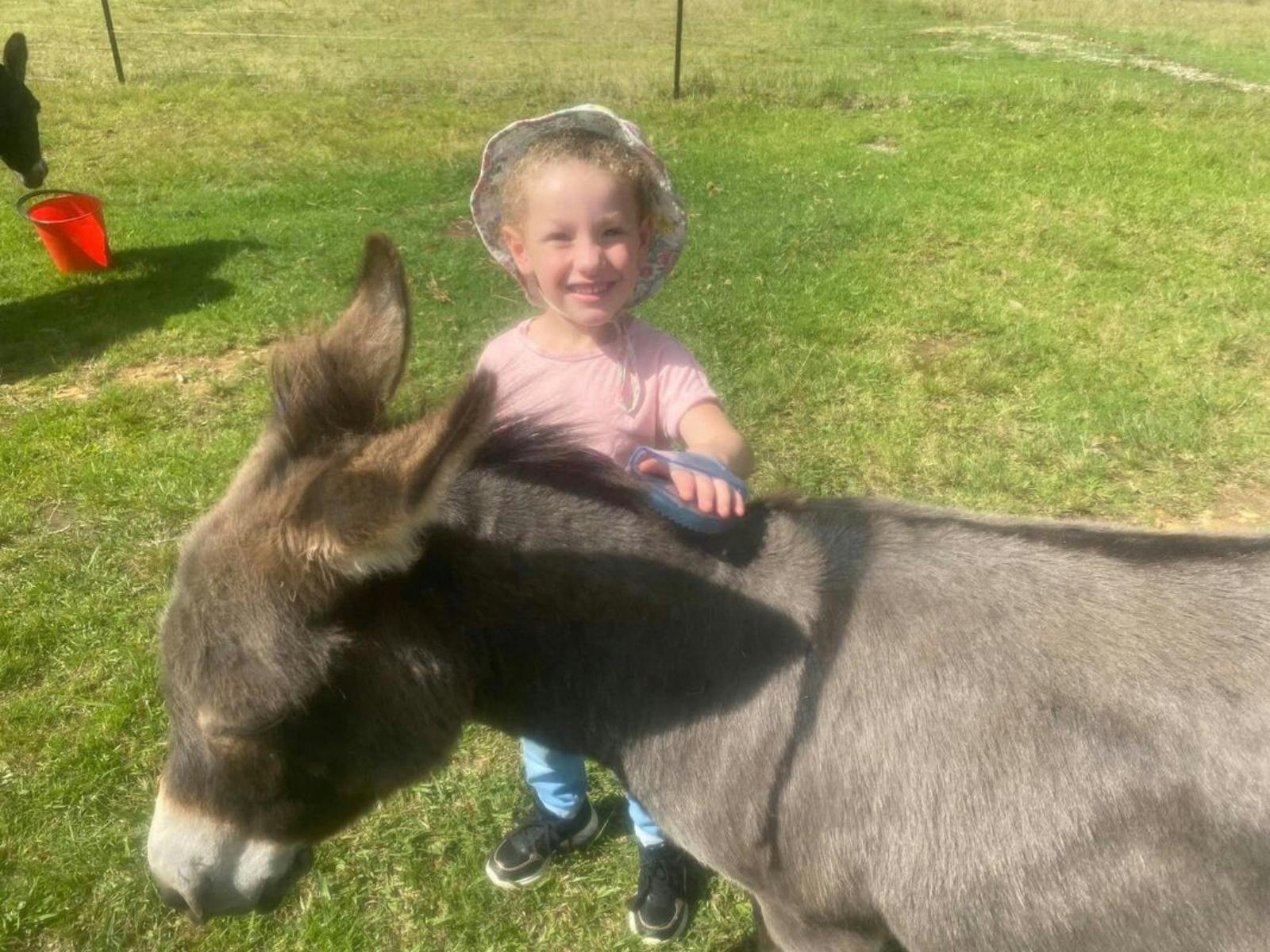 Pine Ridge Miniature Donkeys 2