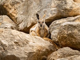 Yellow-footed Rock-wallaby sitting between rock formation at Monarto Safari Park