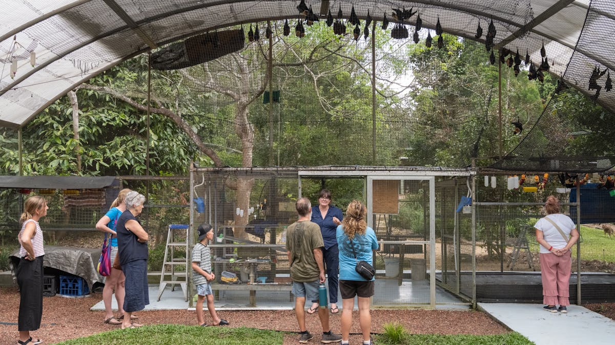 Inside big flying fox cage