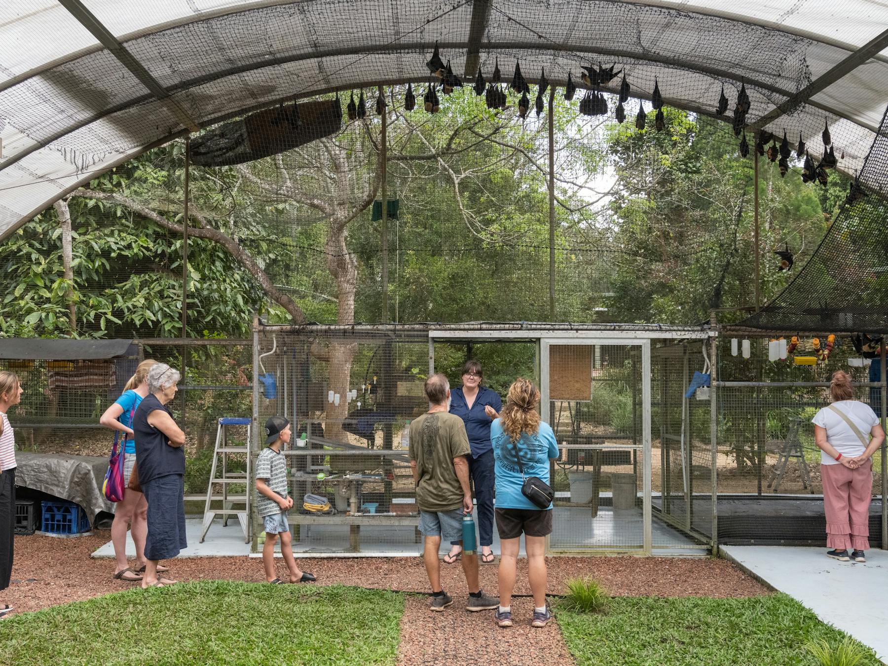 Inside big flying fox cage