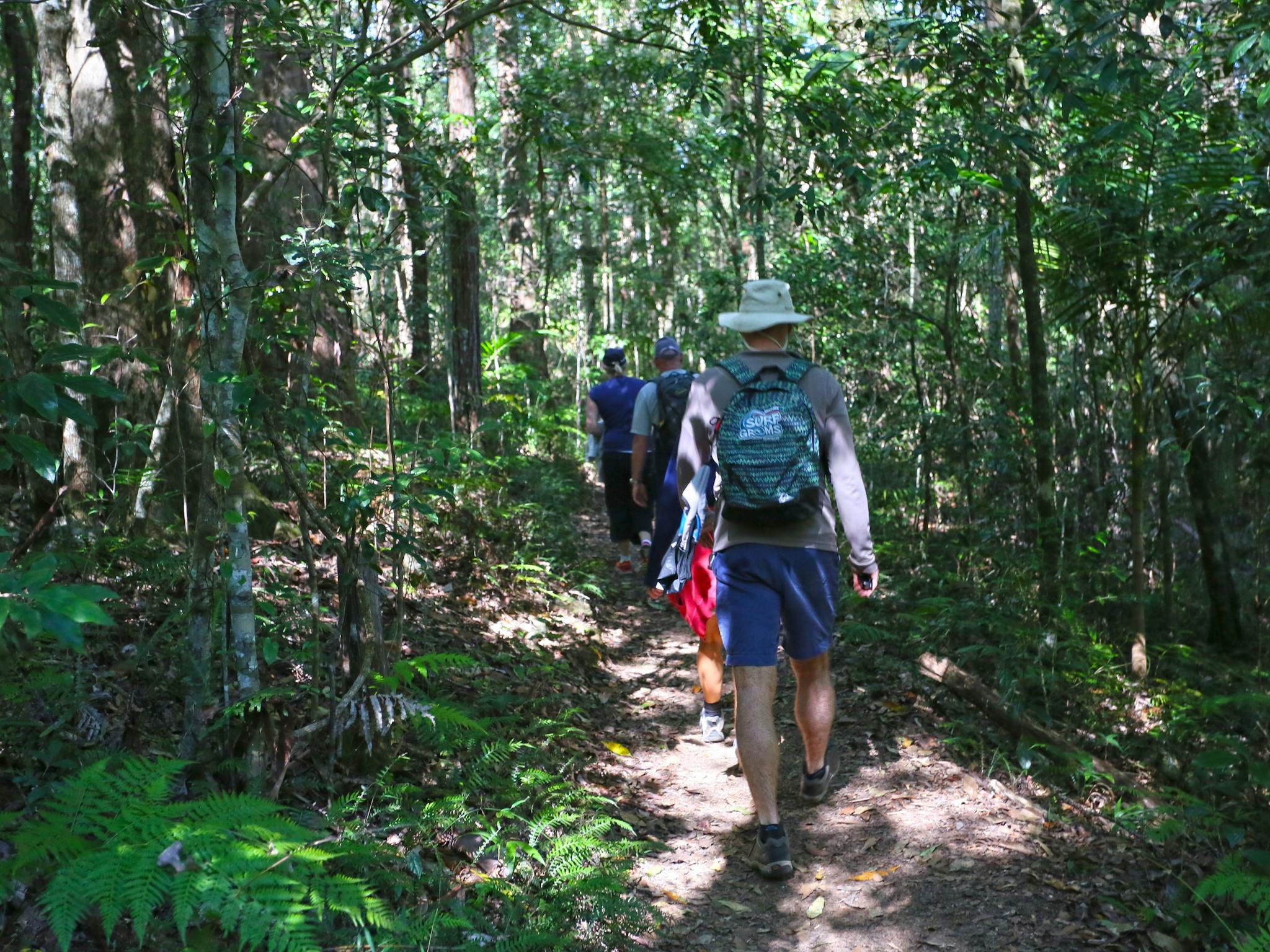 Walkers stride along a track fronged by leafy green shady forest. Walkers stride along a track fronged by leafy green shady forest.