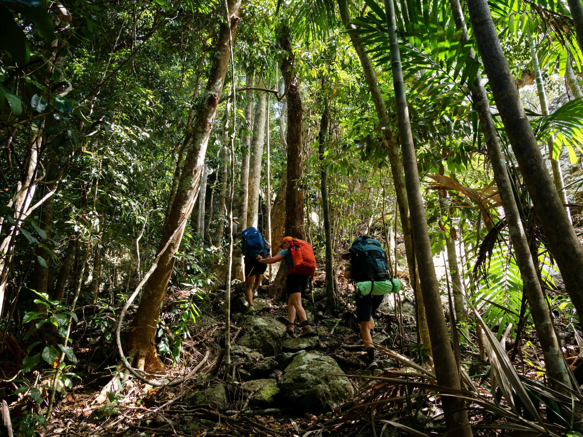 Ngaro Track