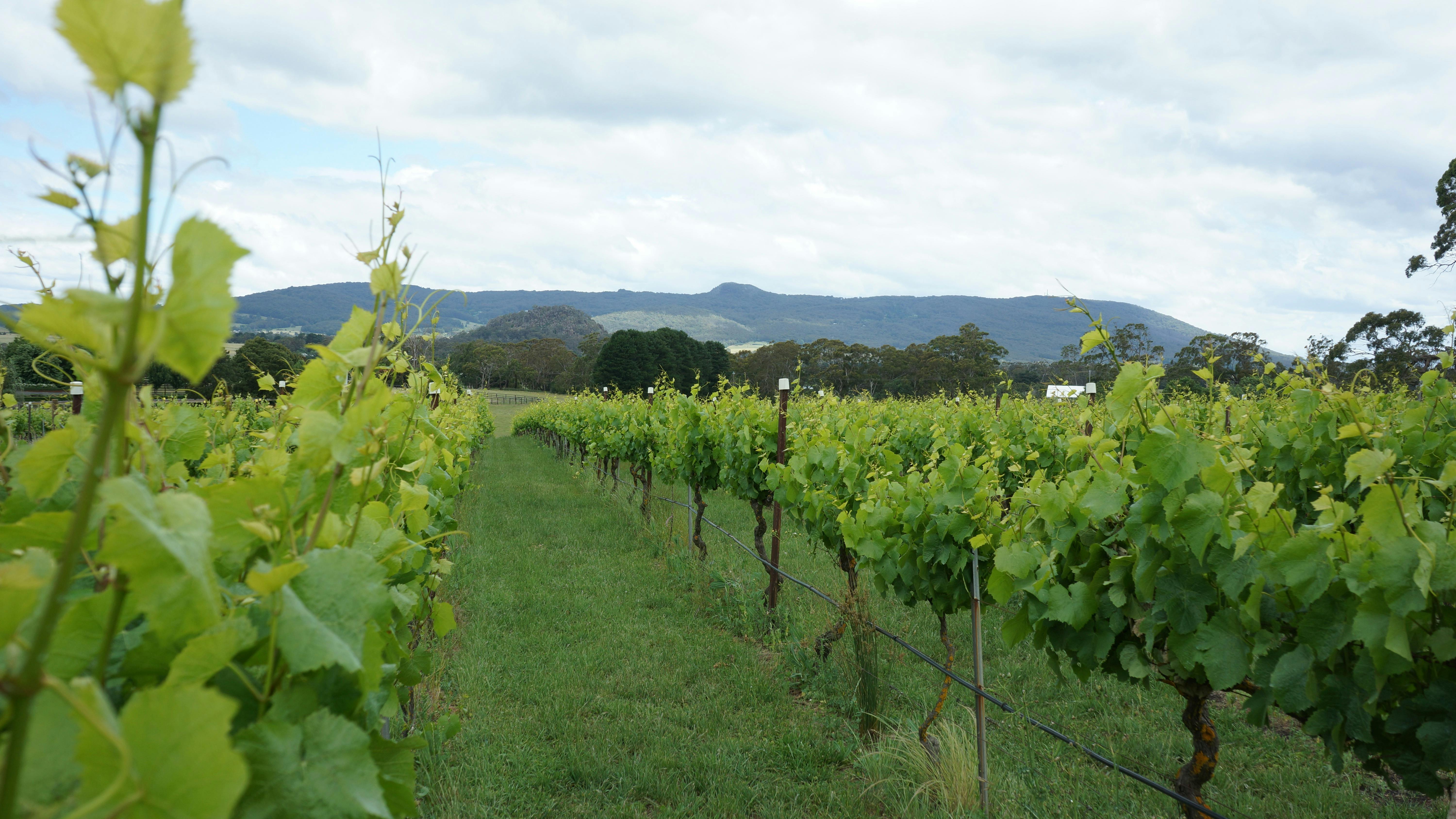 View over grape vines to Hanging Rock