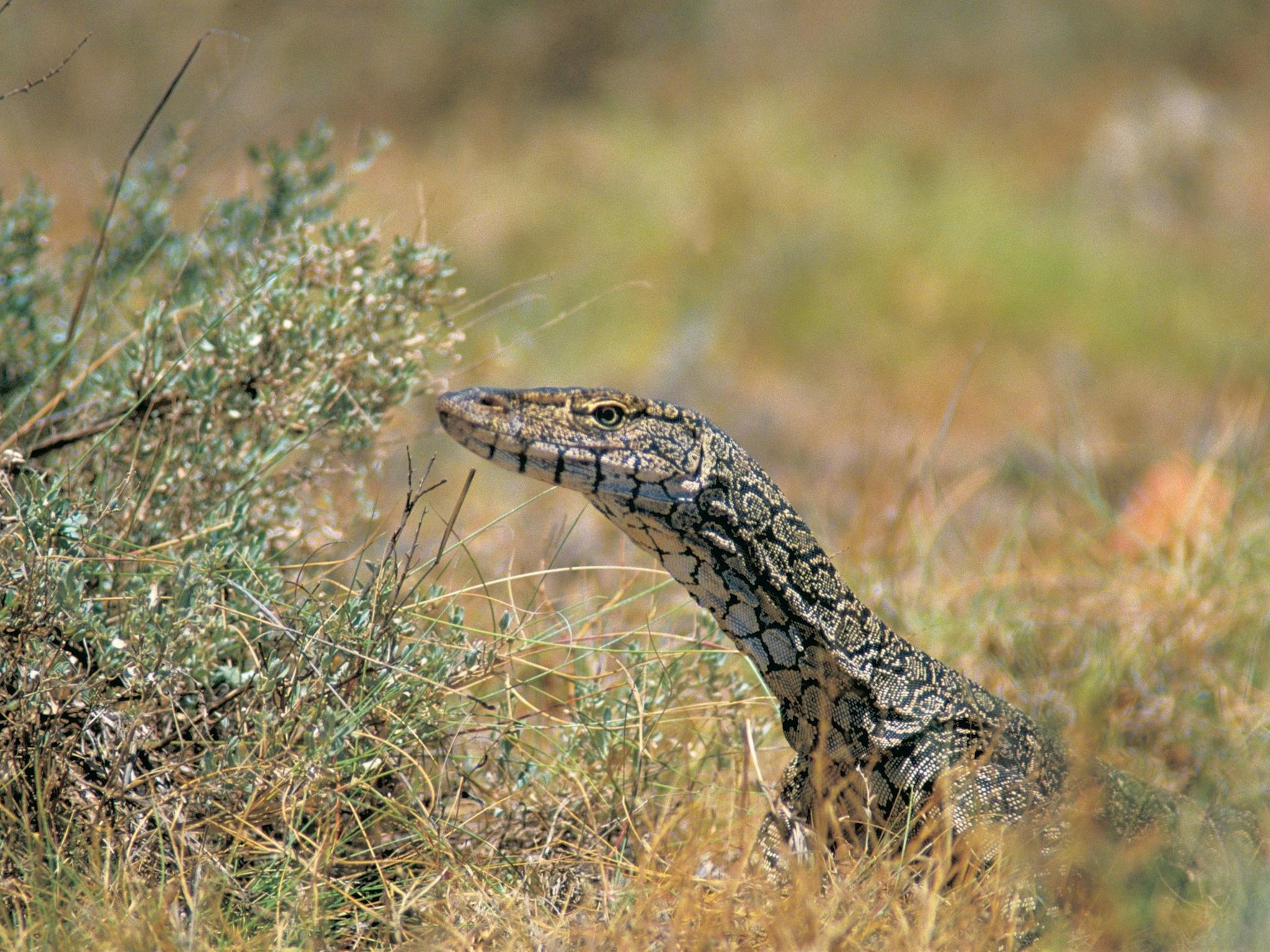 Complete Ningaloo Reef Experience, Exmouth, Western Australia