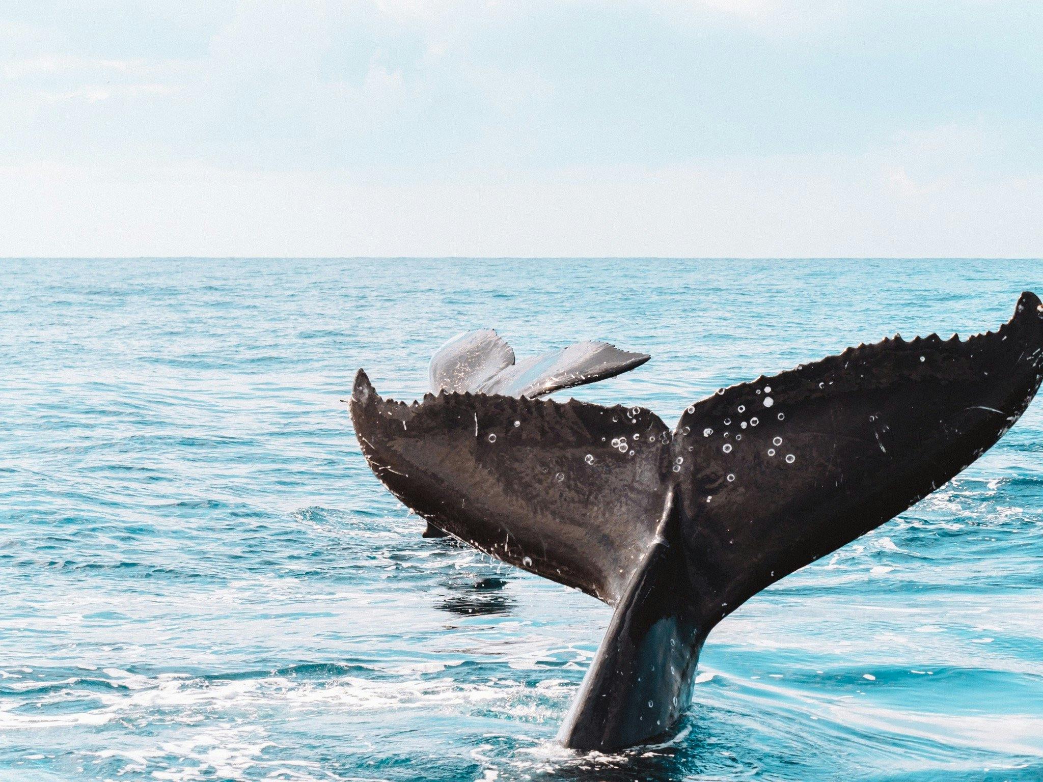 whale watching Byron Bay
