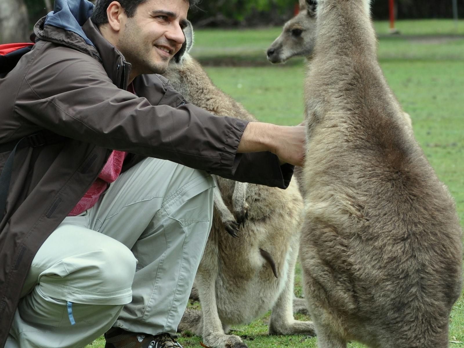Friendly kangaroos